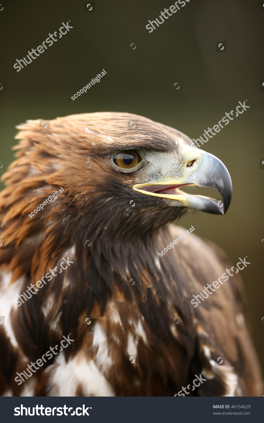 Portrait Of A Young Golden Eagle Stock Photo 46154629 : Shutterstock