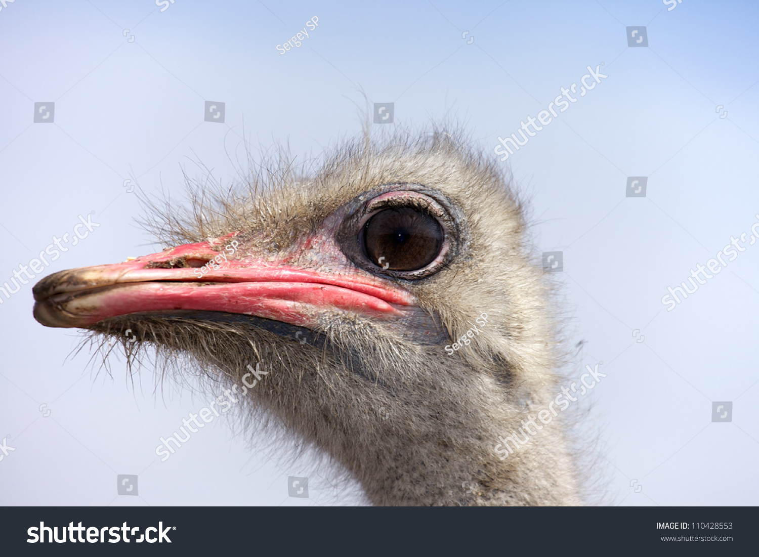 Russian Ostrich - ostrich farm (Moscow region) Russian Ostrich - ostrich farm (Moscow region)