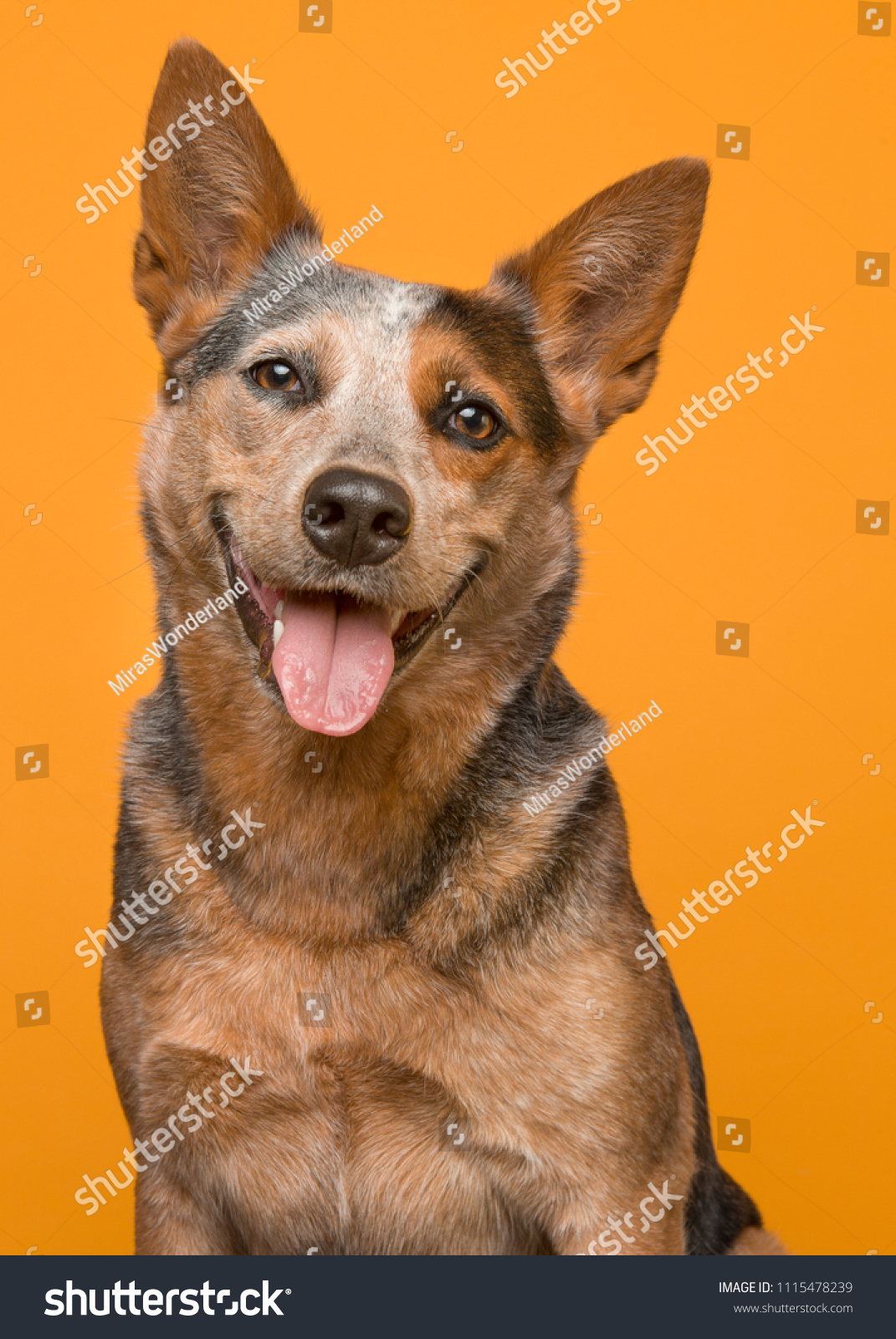 orange cattle dog