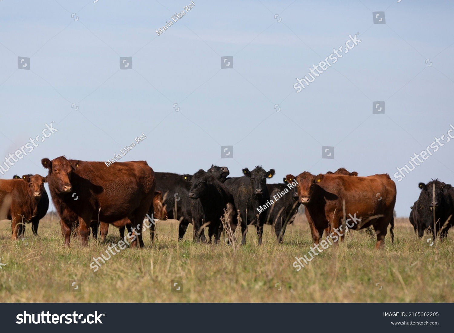 Portrait Angus Cattle Field Winter Days Stock Photo 2165362205 ...