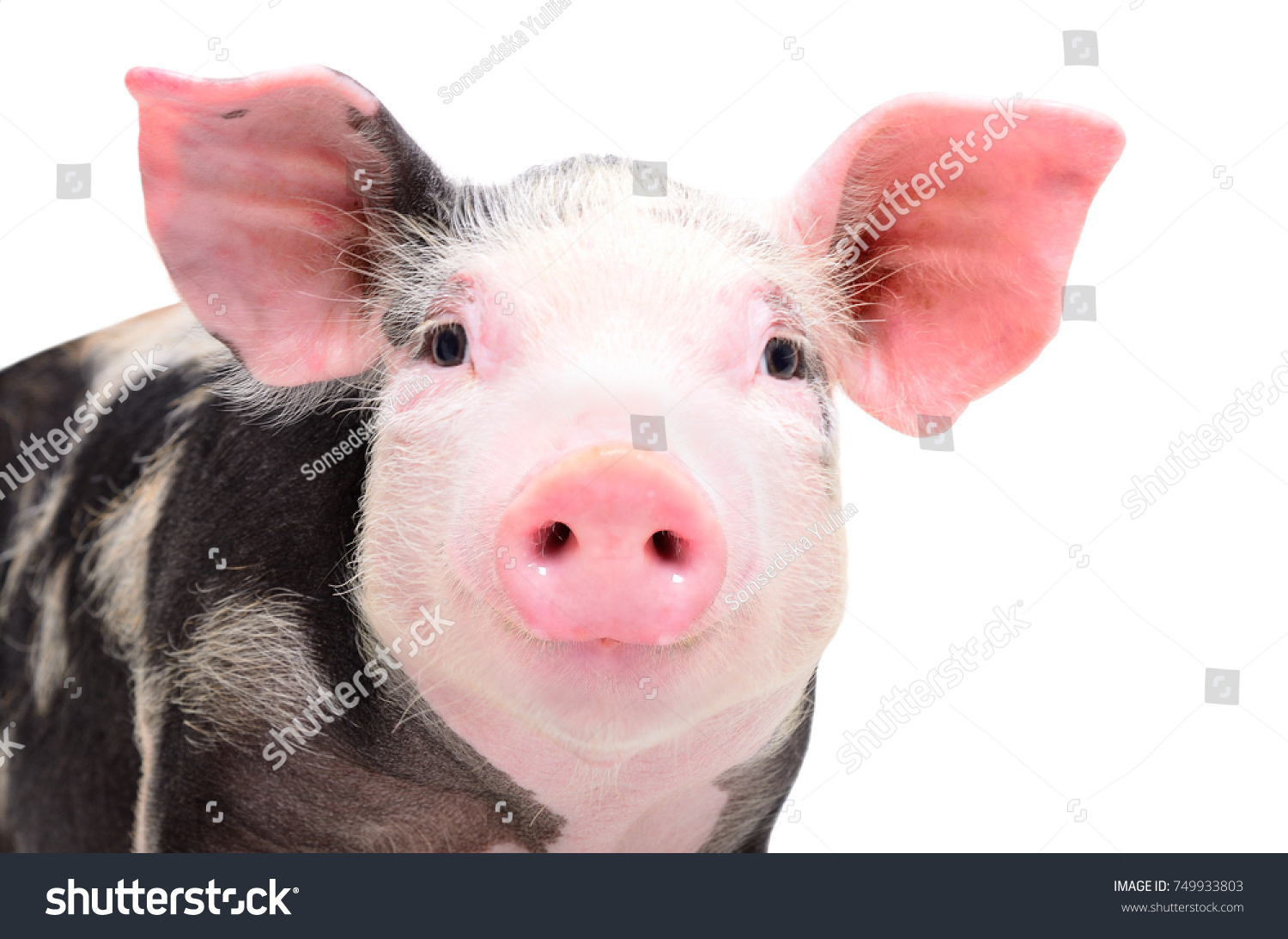 pig-looking-at-camera-images-stock-photos-vectors-shutterstock