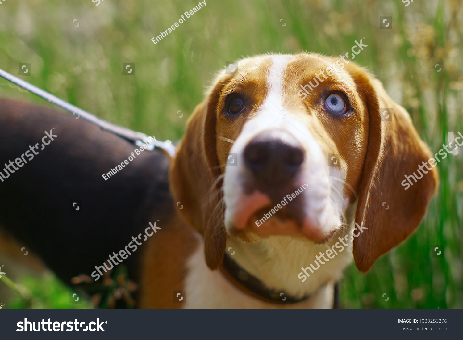 blue eyed beagle