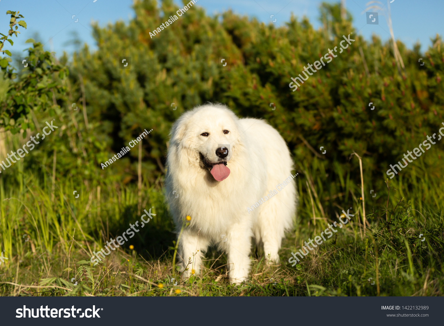 Portrait Beautiful Happy Maremma Sheepdog Big Stock Photo Edit