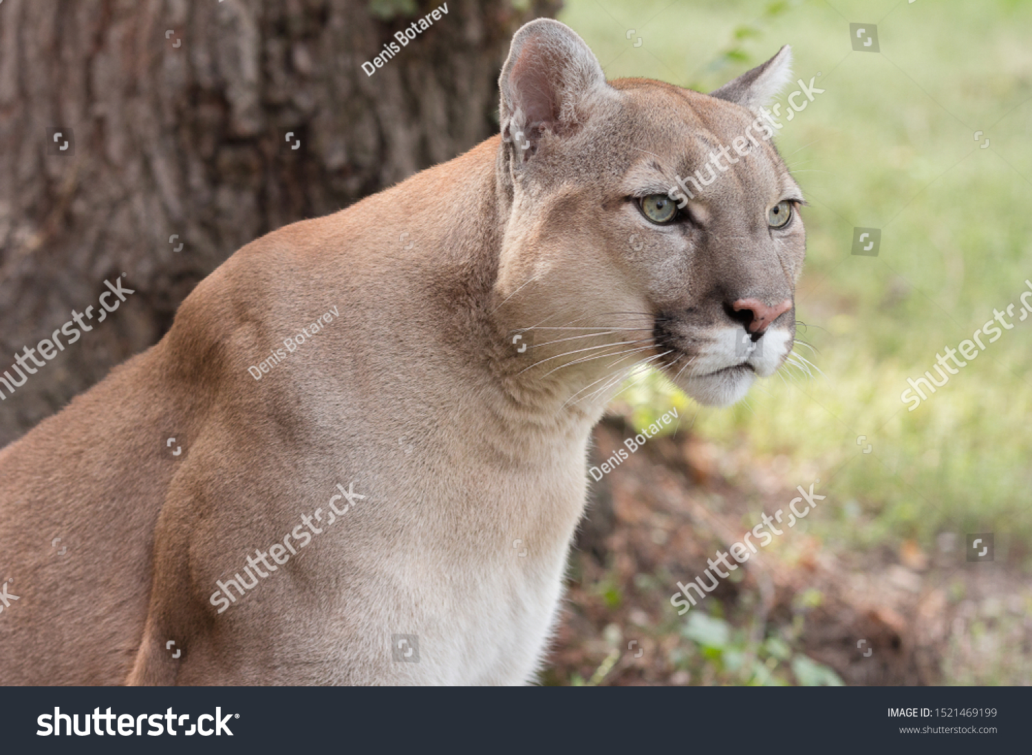 Portrait Beautiful Puma Cougar Mountain Lion 庫存照片 立刻編輯
