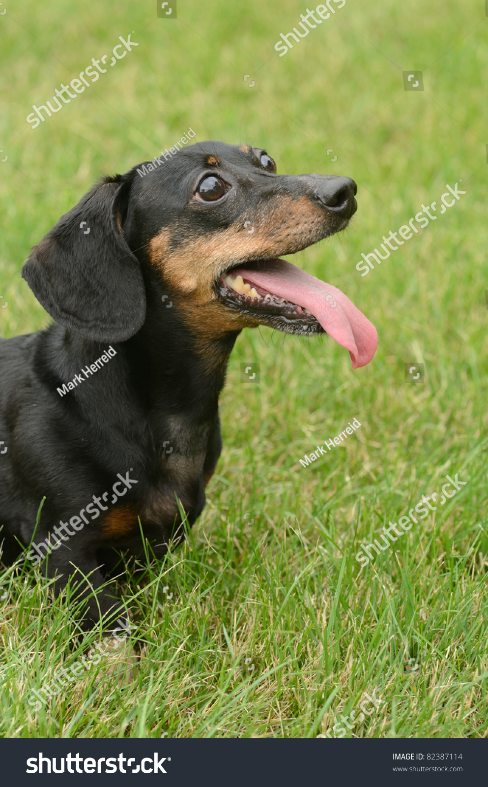 Portrait Black Tan Short Haired Dachshund Stock Photo Edit Now