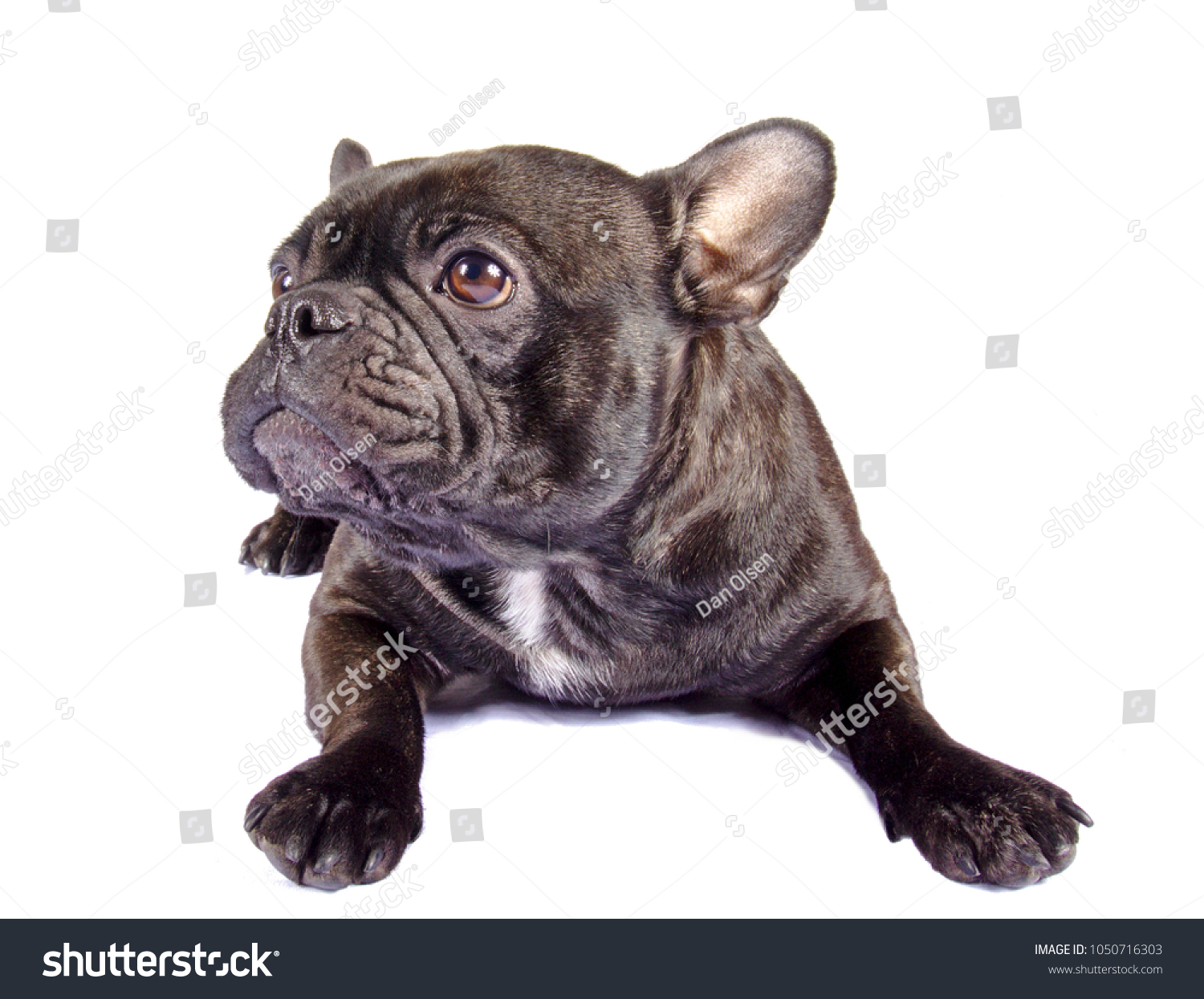 Portrait Black French Bulldog Pug Mix Stock Photo Edit Now 1050716303
