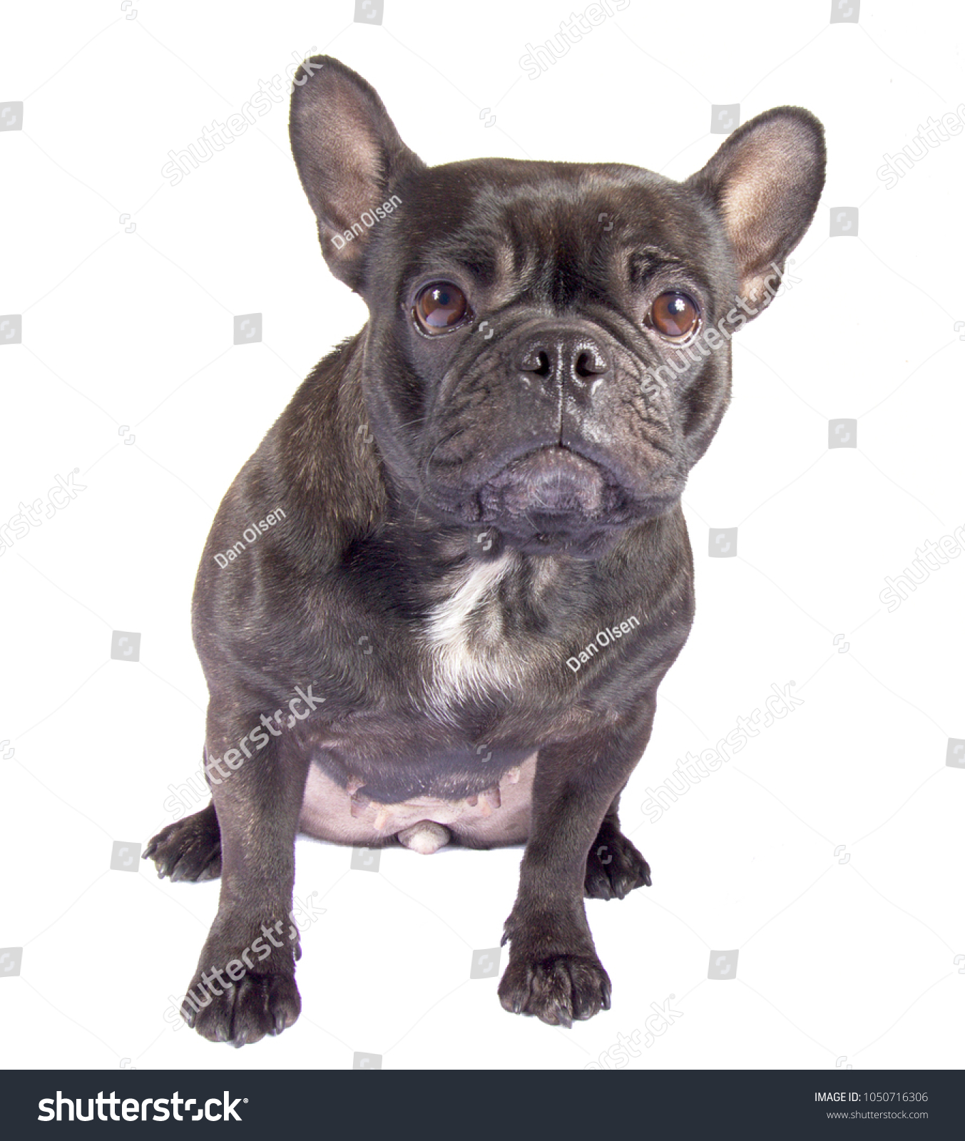 Portrait Black French Bulldog Pug Mix Stock Photo Edit Now 1050716306
