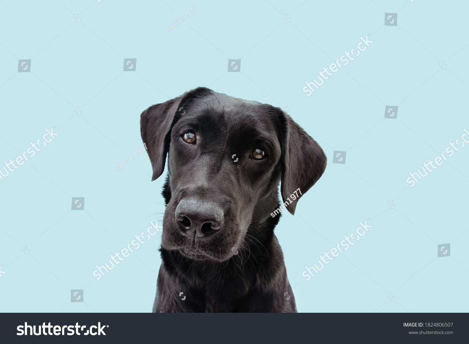 Black Lab Head Tilt Happy Black Lab Dog Head Tilted And Smiling High-res Stock Photo