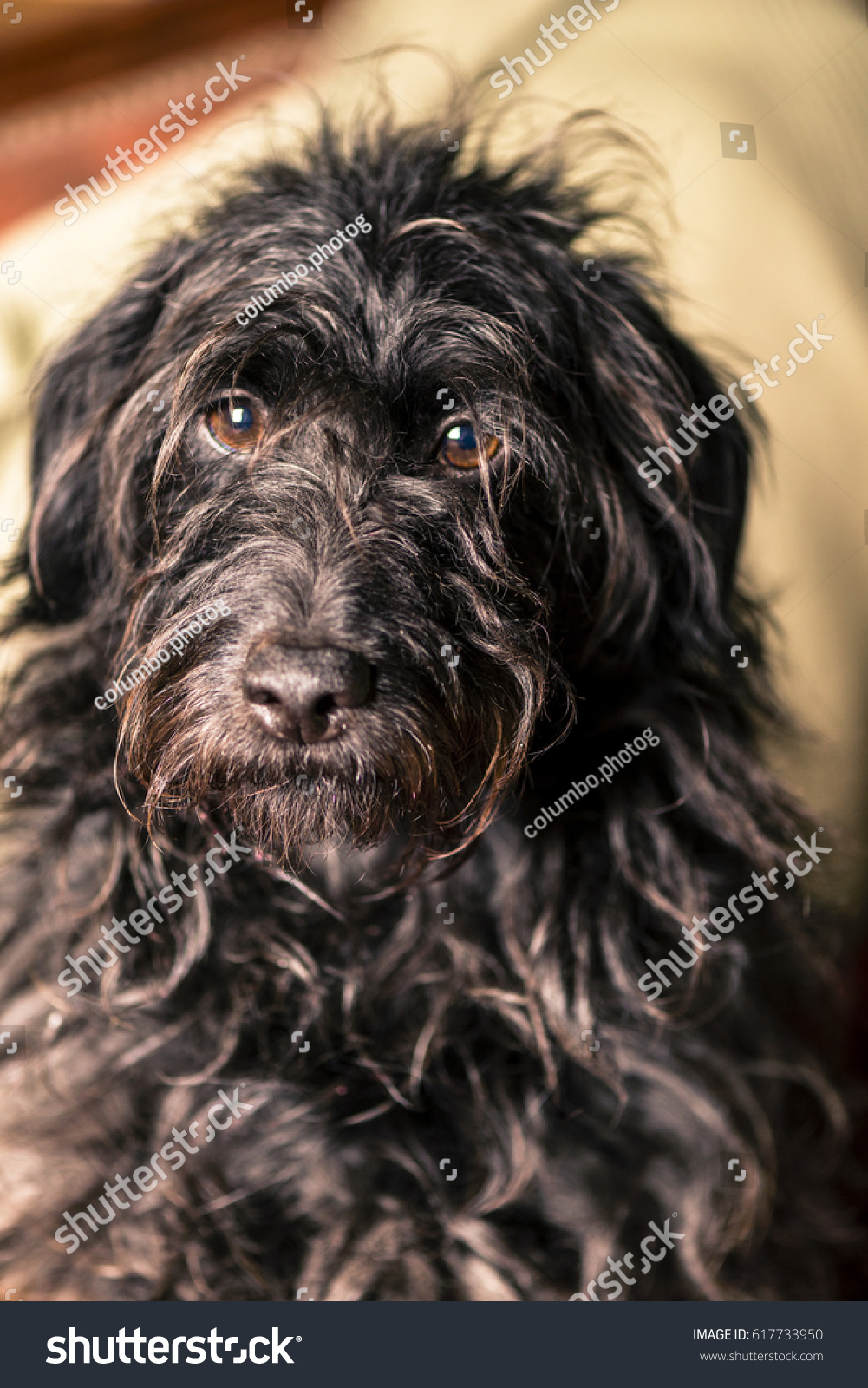 Portrait Black Spanish Water Dog Stock Photo Edit Now 617733950