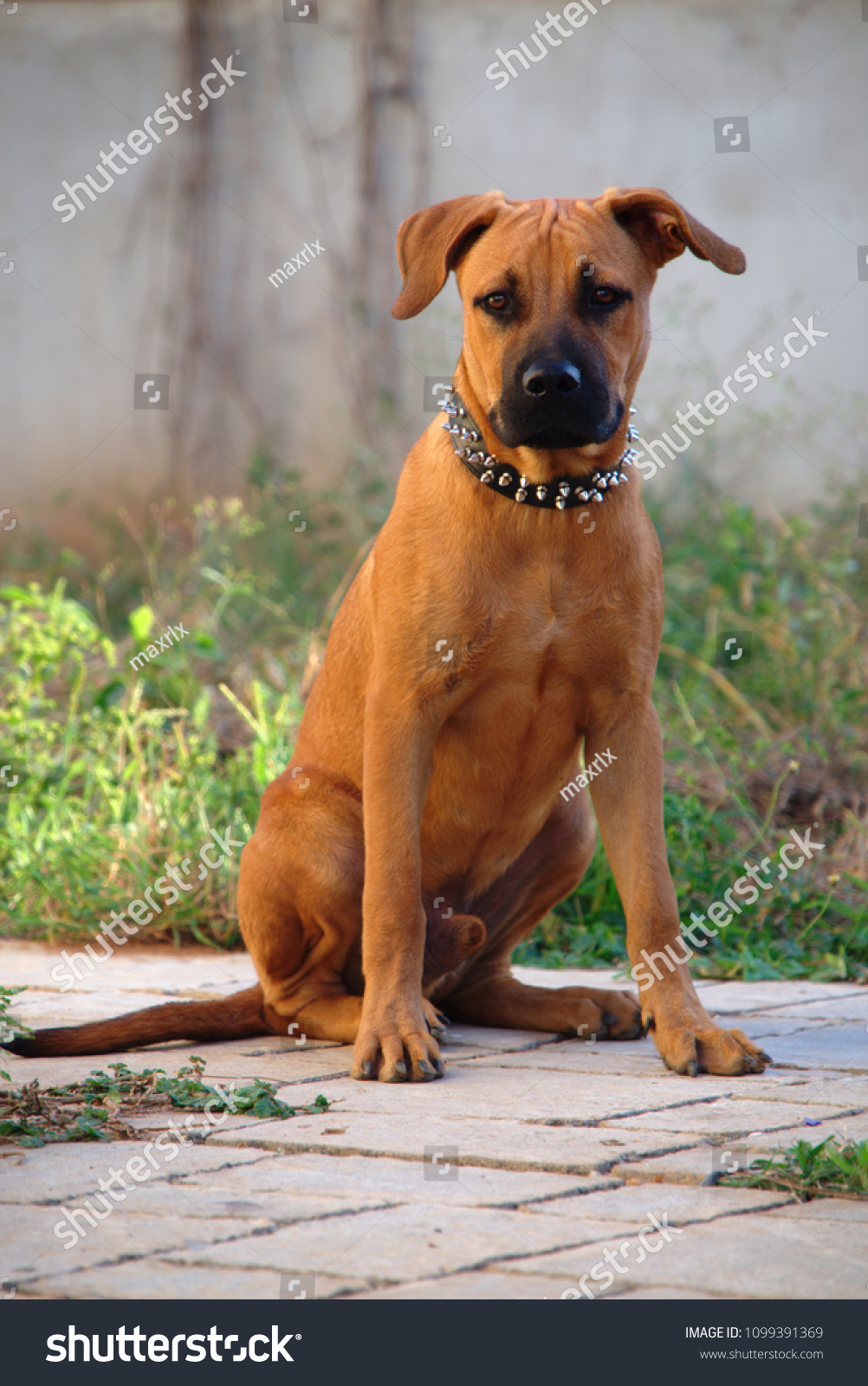 Portrait Boerboel Pit Bull Vs Boerboel Stock Photo Edit Now