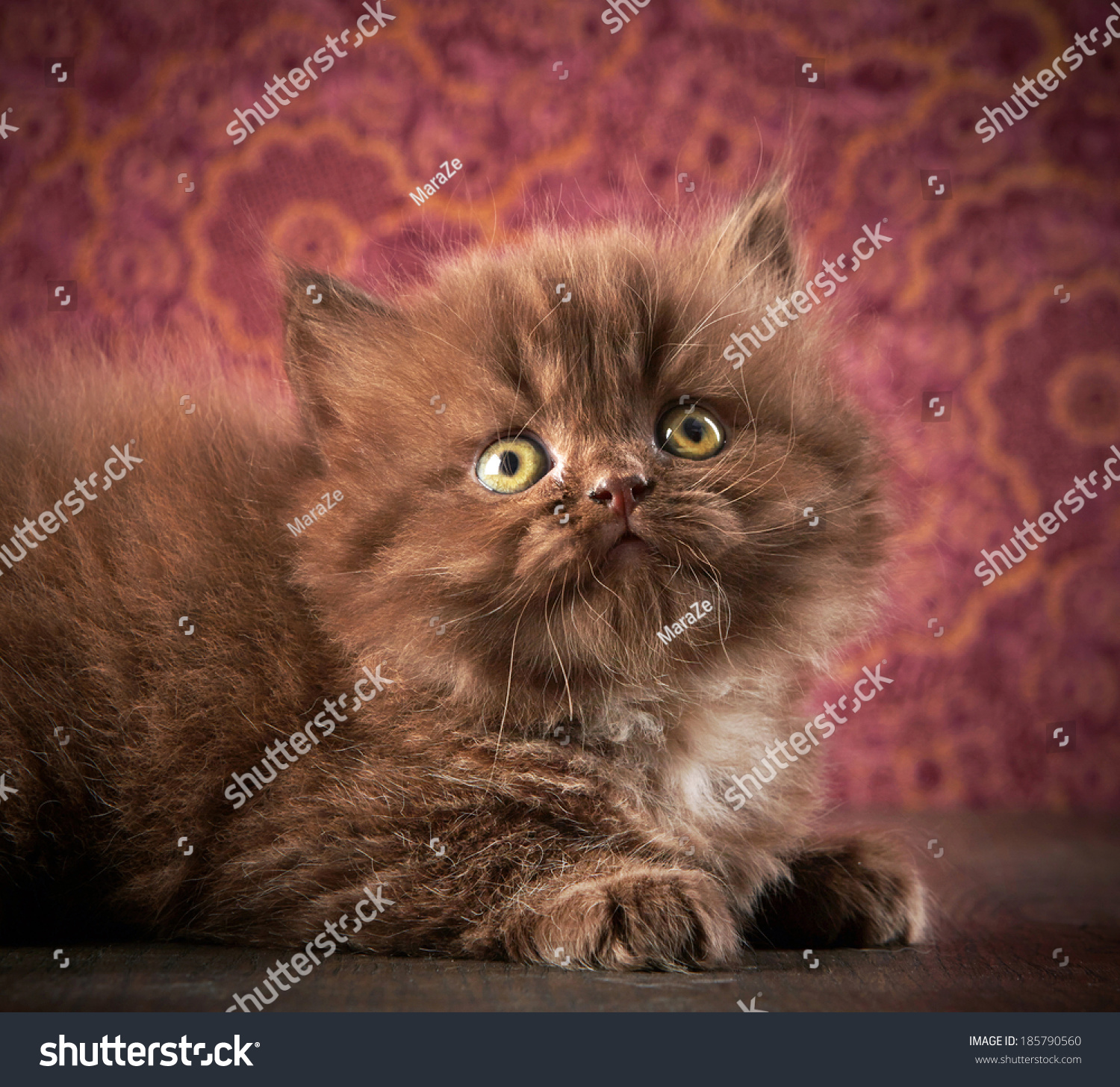 Portrait British Long Hair Kitten Stock Photo 185790560 