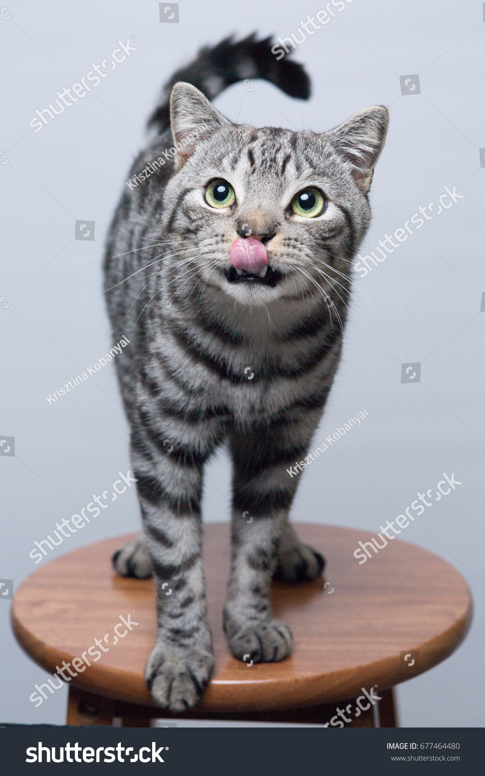 Portrait British Shorthair Silver Tabby Male Stock Photo Edit Now