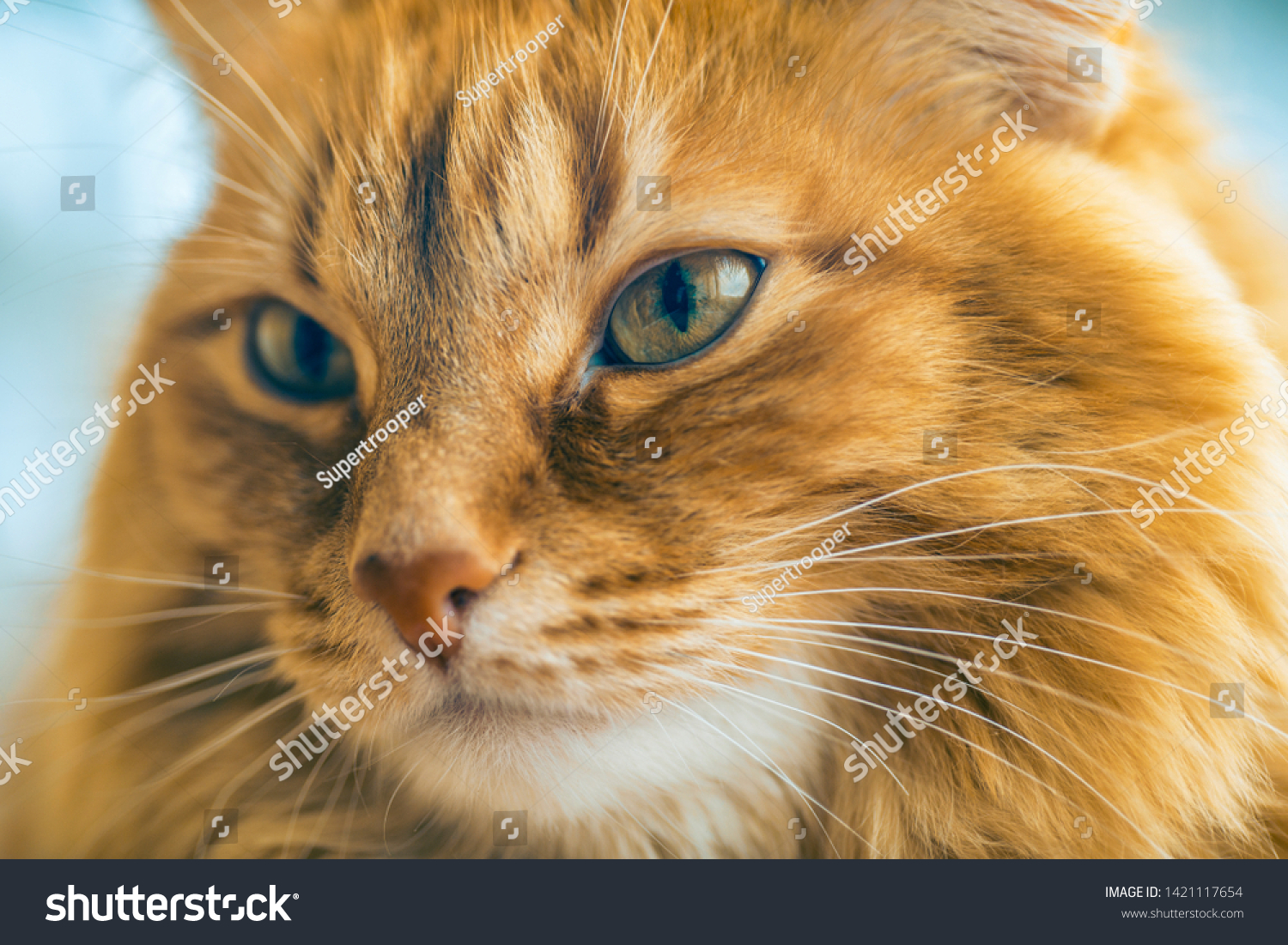Portrait Brown Cat Red Tabby Male Stock Photo Edit Now 1421117654