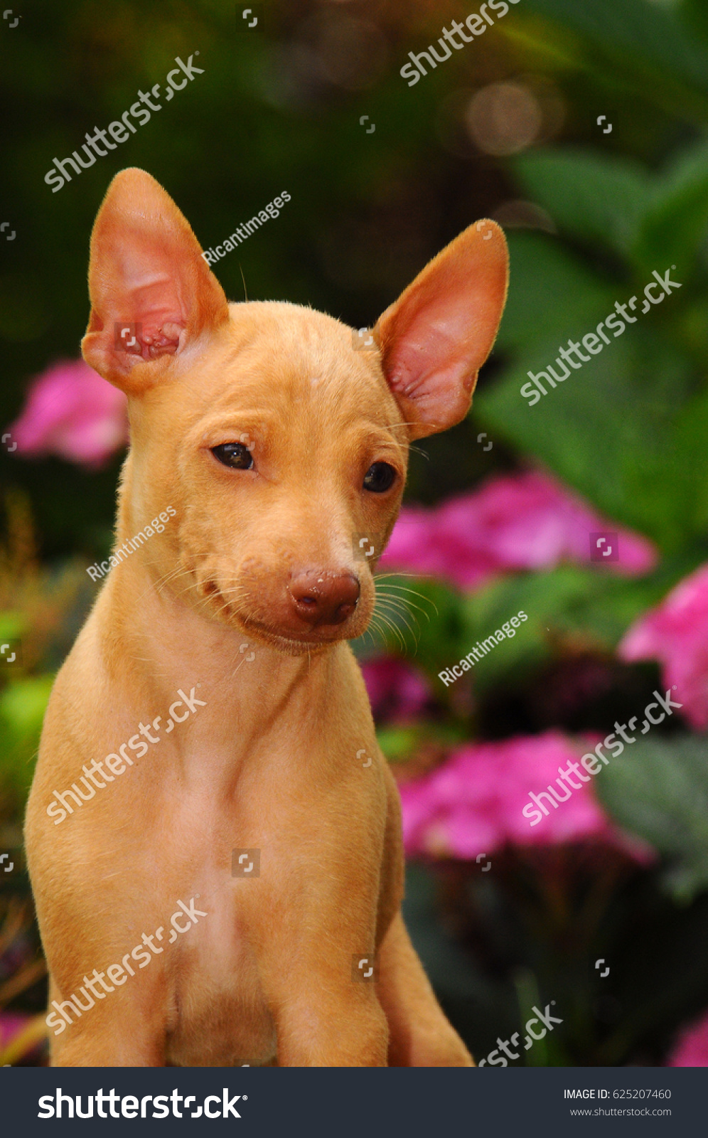 Portrait Cirneco Dell Etna Puppy Dog Stock Photo Edit Now 625207460