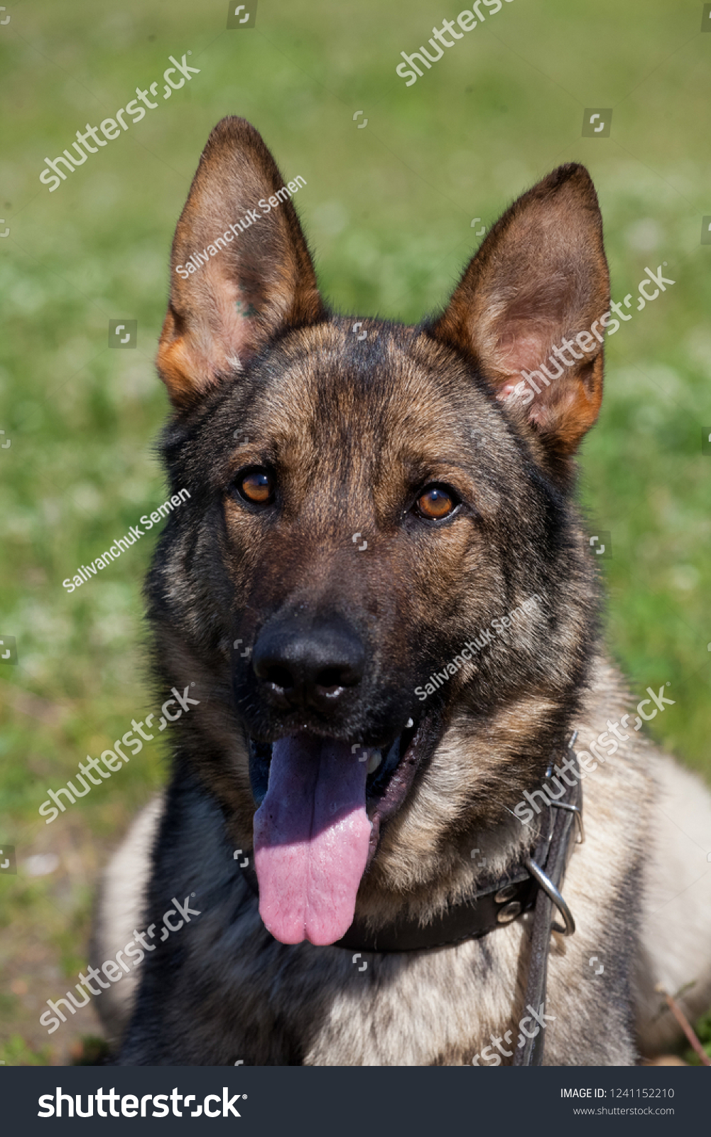 Portrait Dog Breed German Shepherd Profil Stock Photo (Edit Now) 1241152210