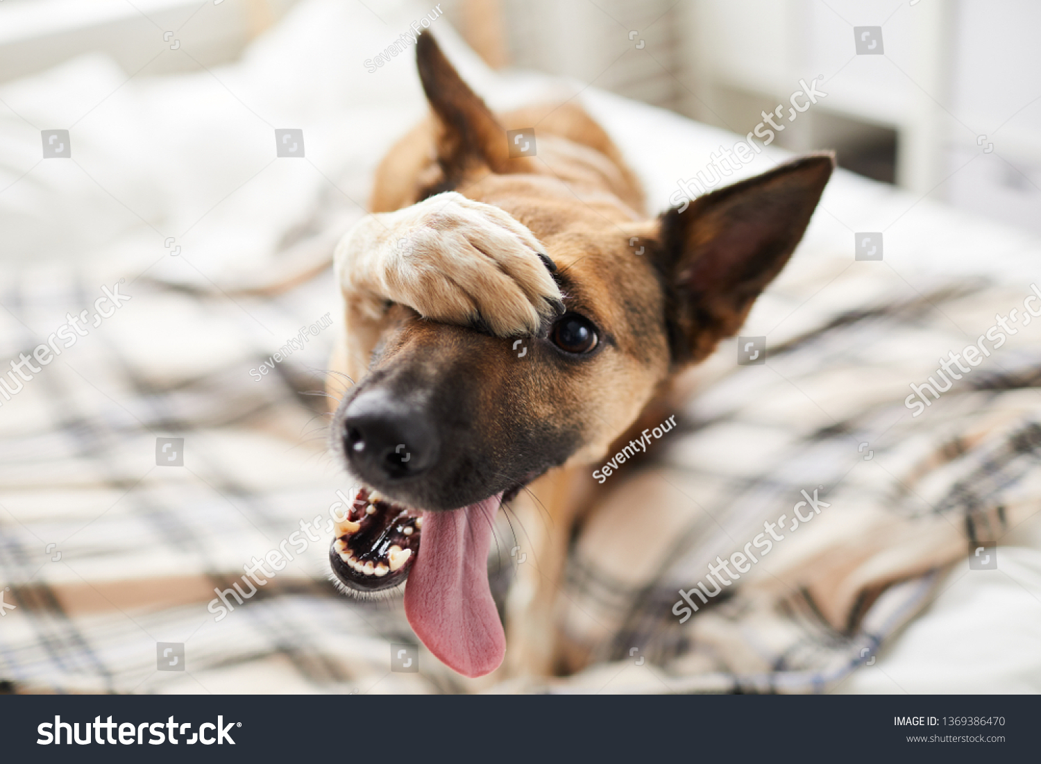 1 566 Embarrassed Dog Images Stock Photos Vectors Shutterstock 1 566 Embarrassed Dog Images Stock Photos Vectors Shutterstock