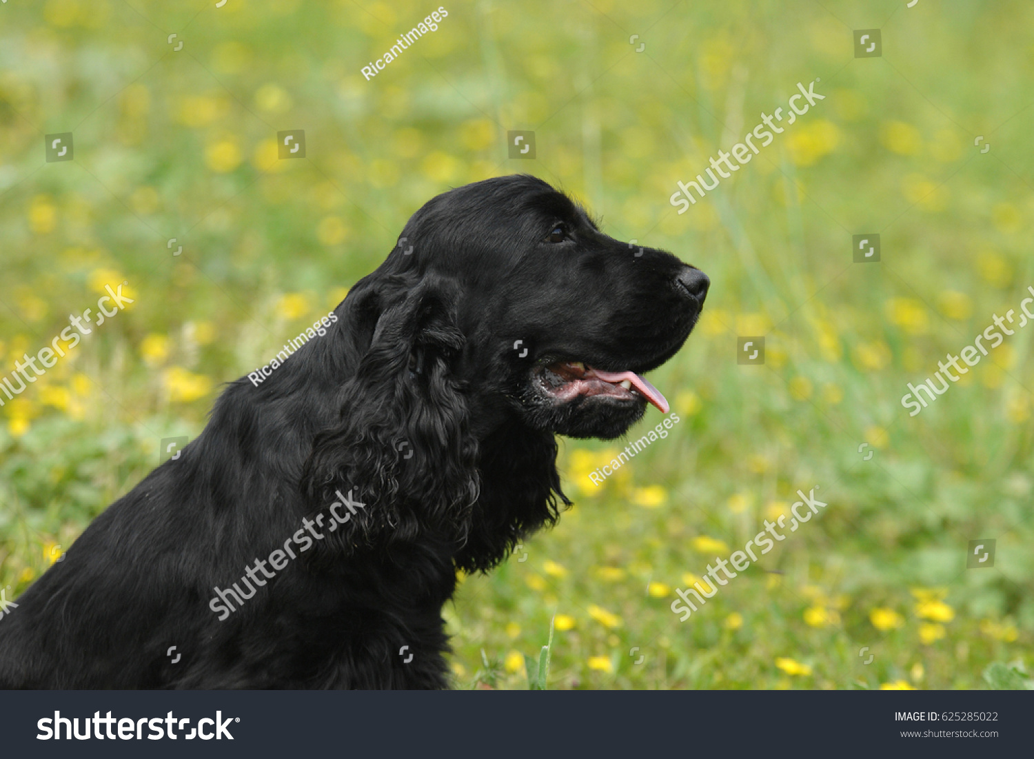 Portrait English Black Cocker Spaniel Dog Animals Wildlife Stock Image 625285022