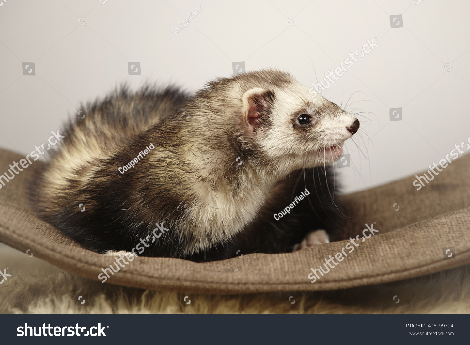 ferret in hammock