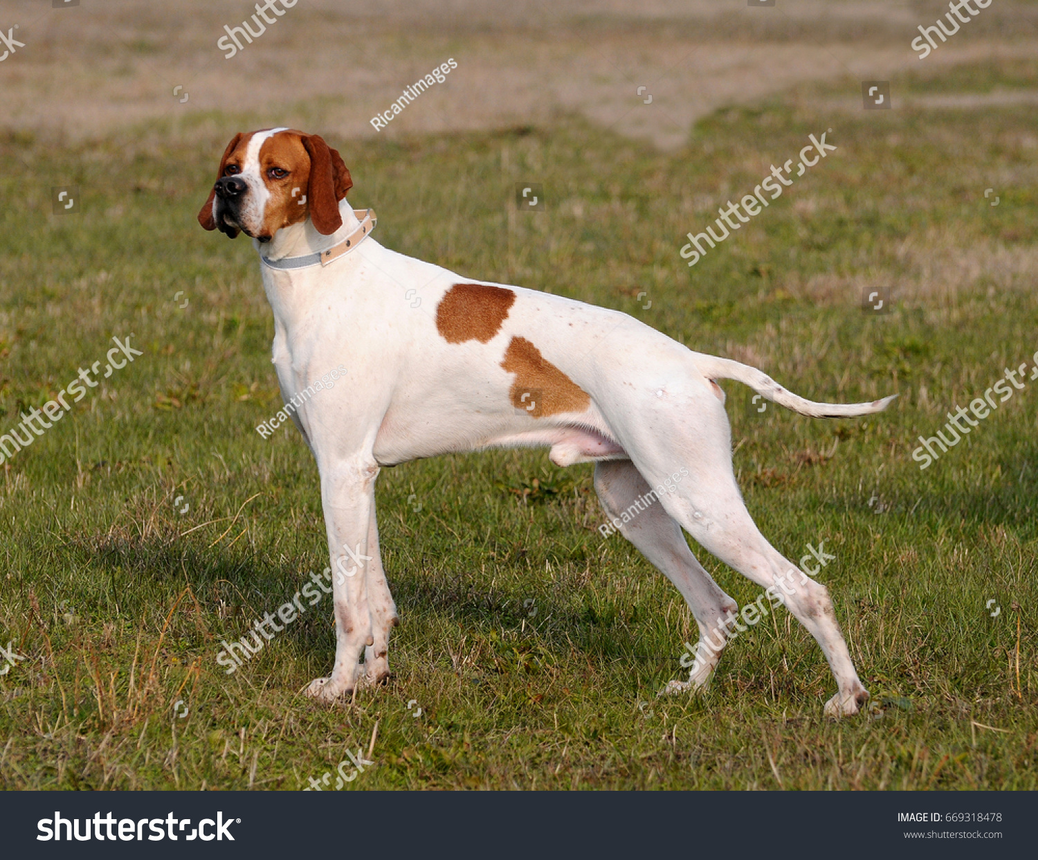 Portrait German Shorthaired Pointer Dog Outdoors Stock Photo Edit