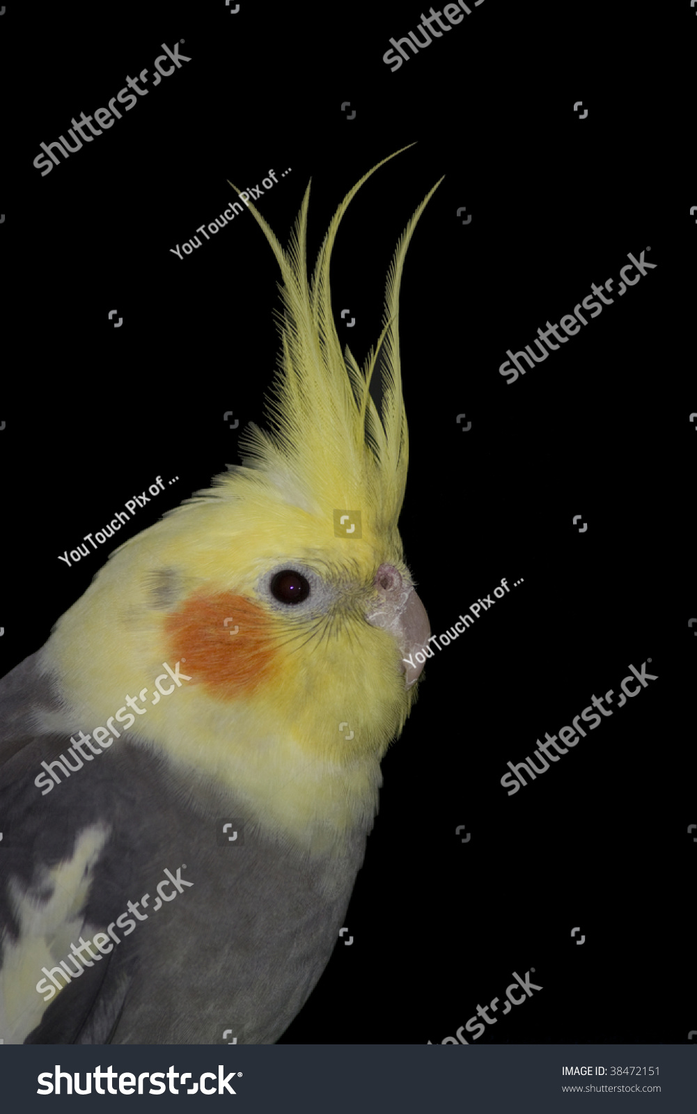 Portrait Of Gray Cockatiel With Yellow Head And Red Cheek, On Black ...