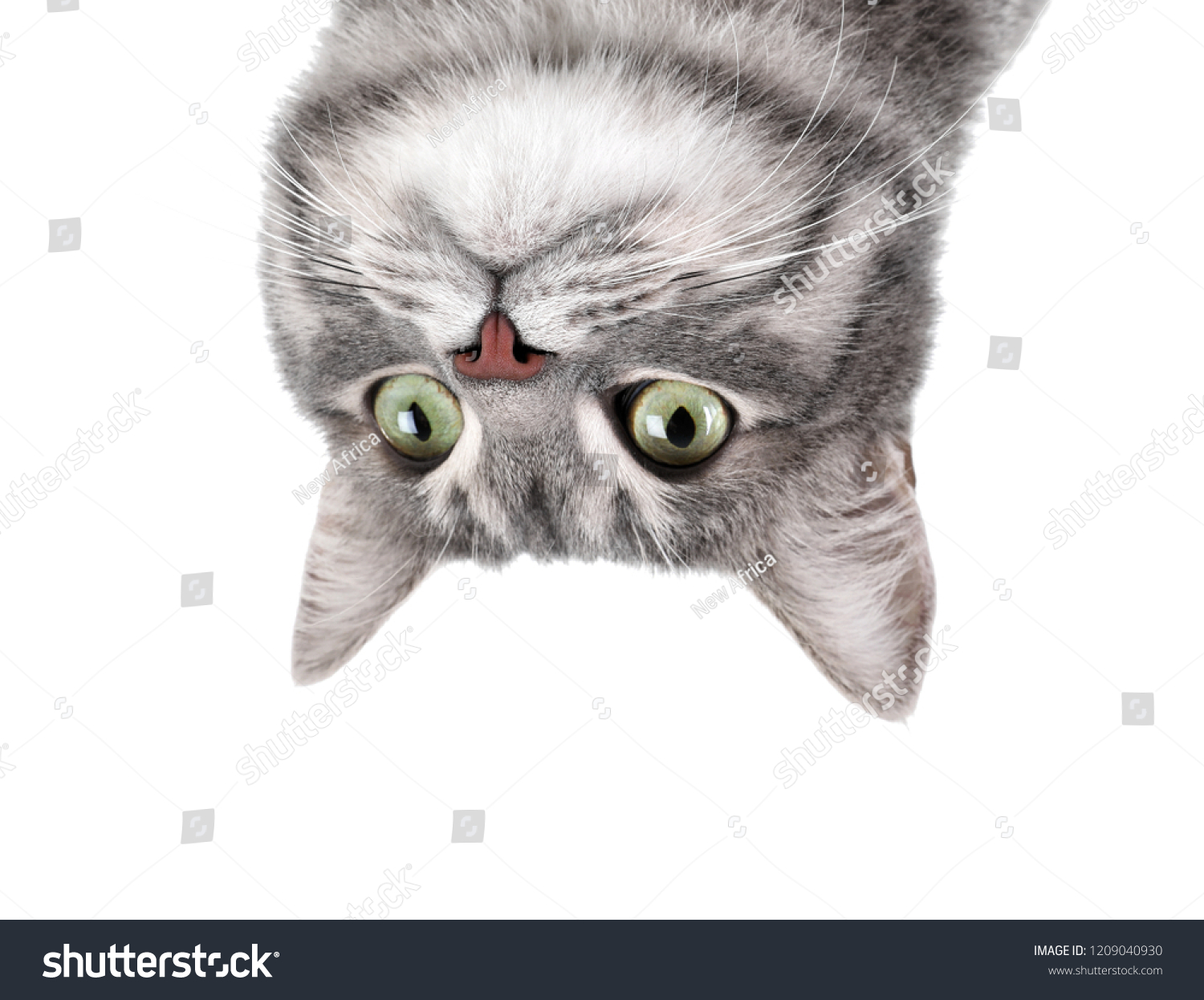 1,752 Cat upside down Images, Stock Photos & Vectors | Shutterstock