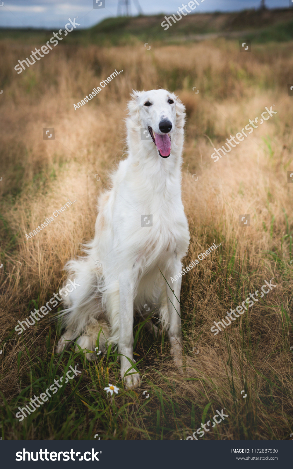 Portrait Happy Russian Borzoi Dog Sitting Stock Photo Edit Now 1172887930