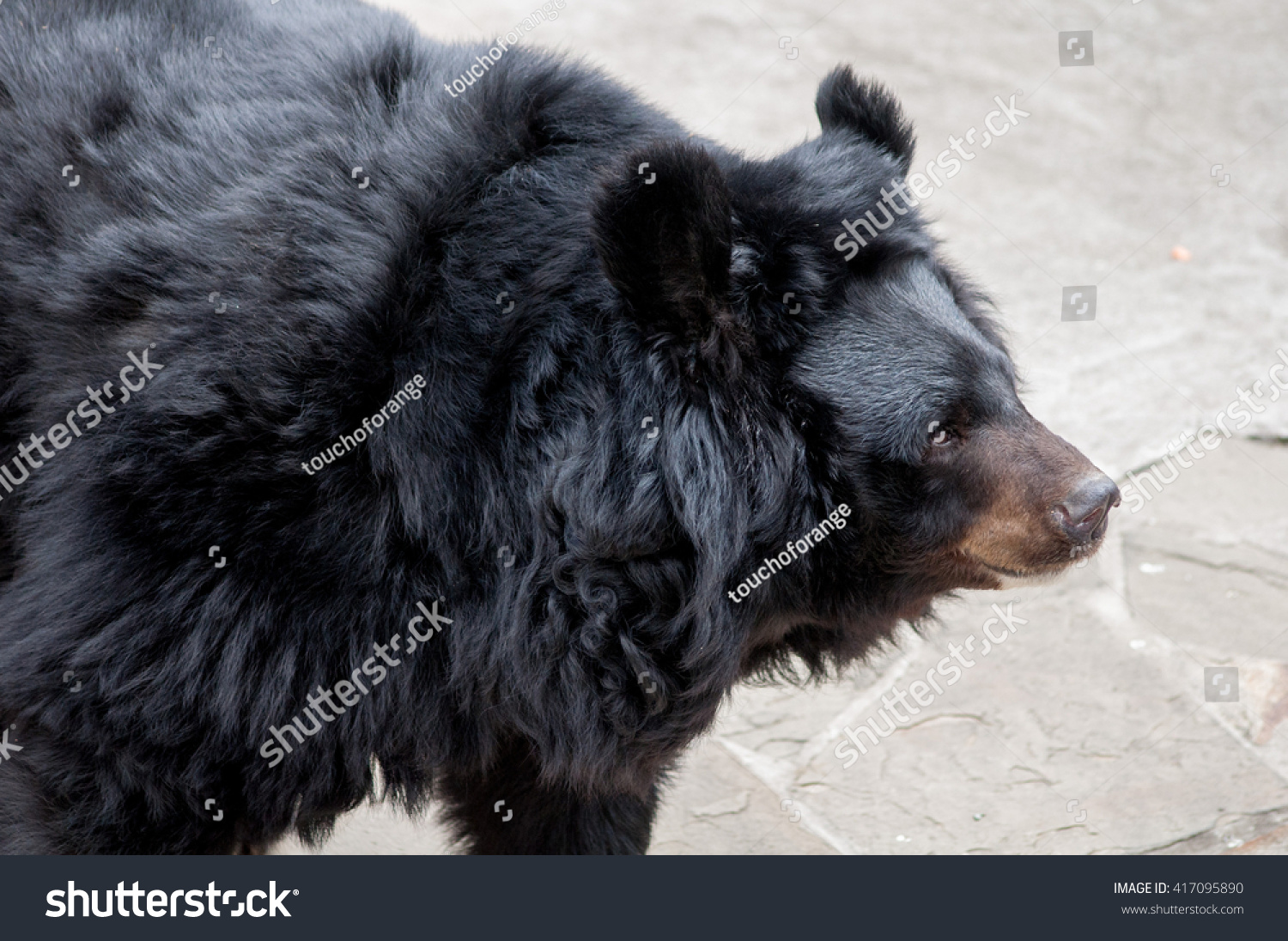 fluffy black bear