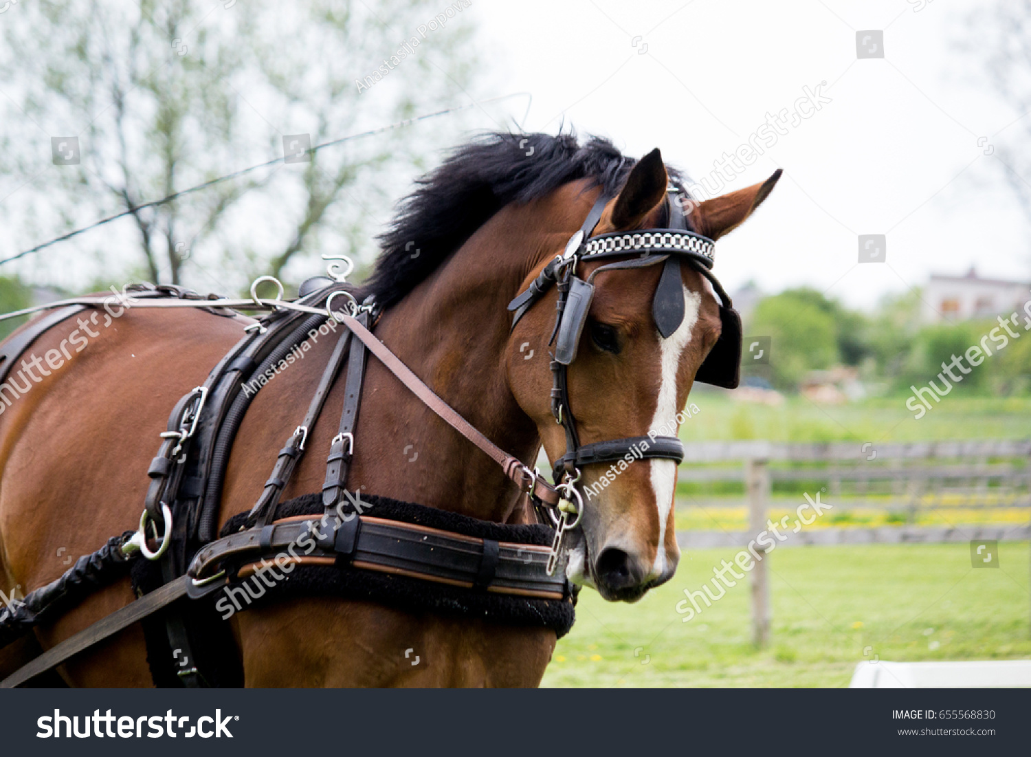 Portrait Horse Pulling Carriage Summer Field Stock Photo (Edit Now ...