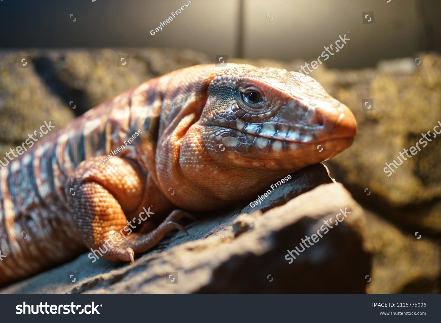 Portrait Juvenile Red Tegu Basking Enclosure Stock Photo 2125775096 ...