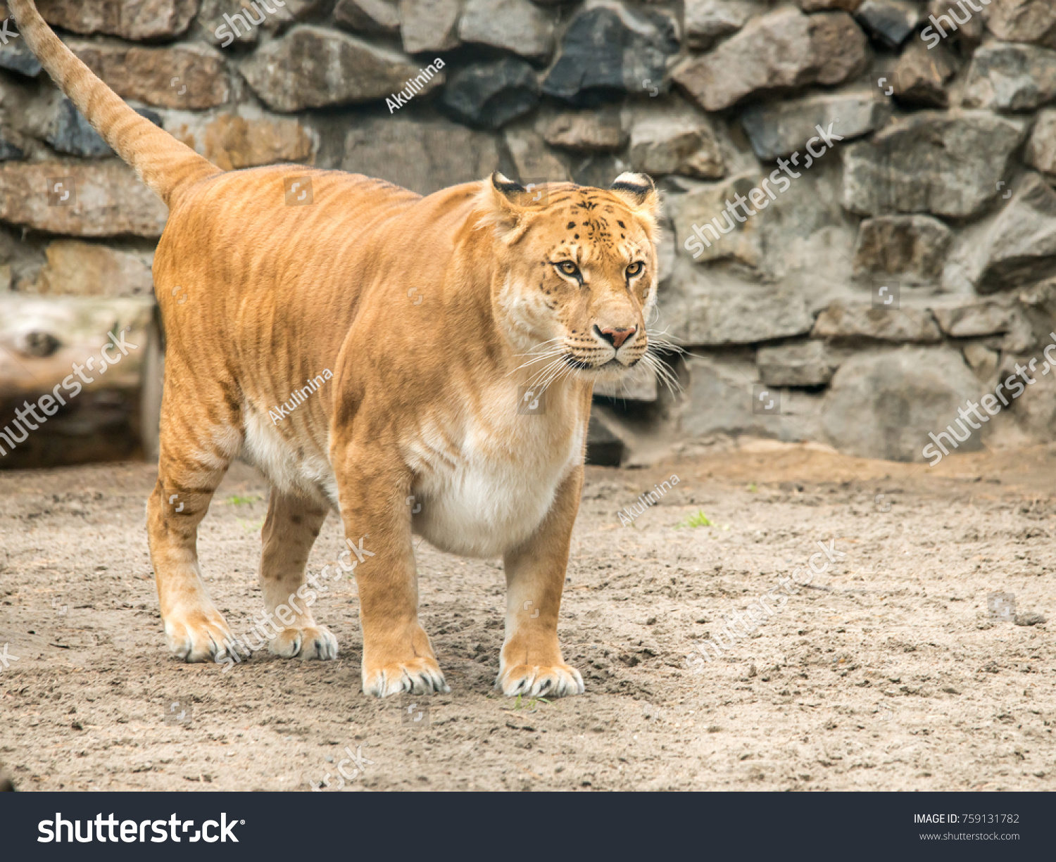 リガー ライオン トラの子猫のポートレート 交配の結果 世界最大の猫 の写真素材 今すぐ編集