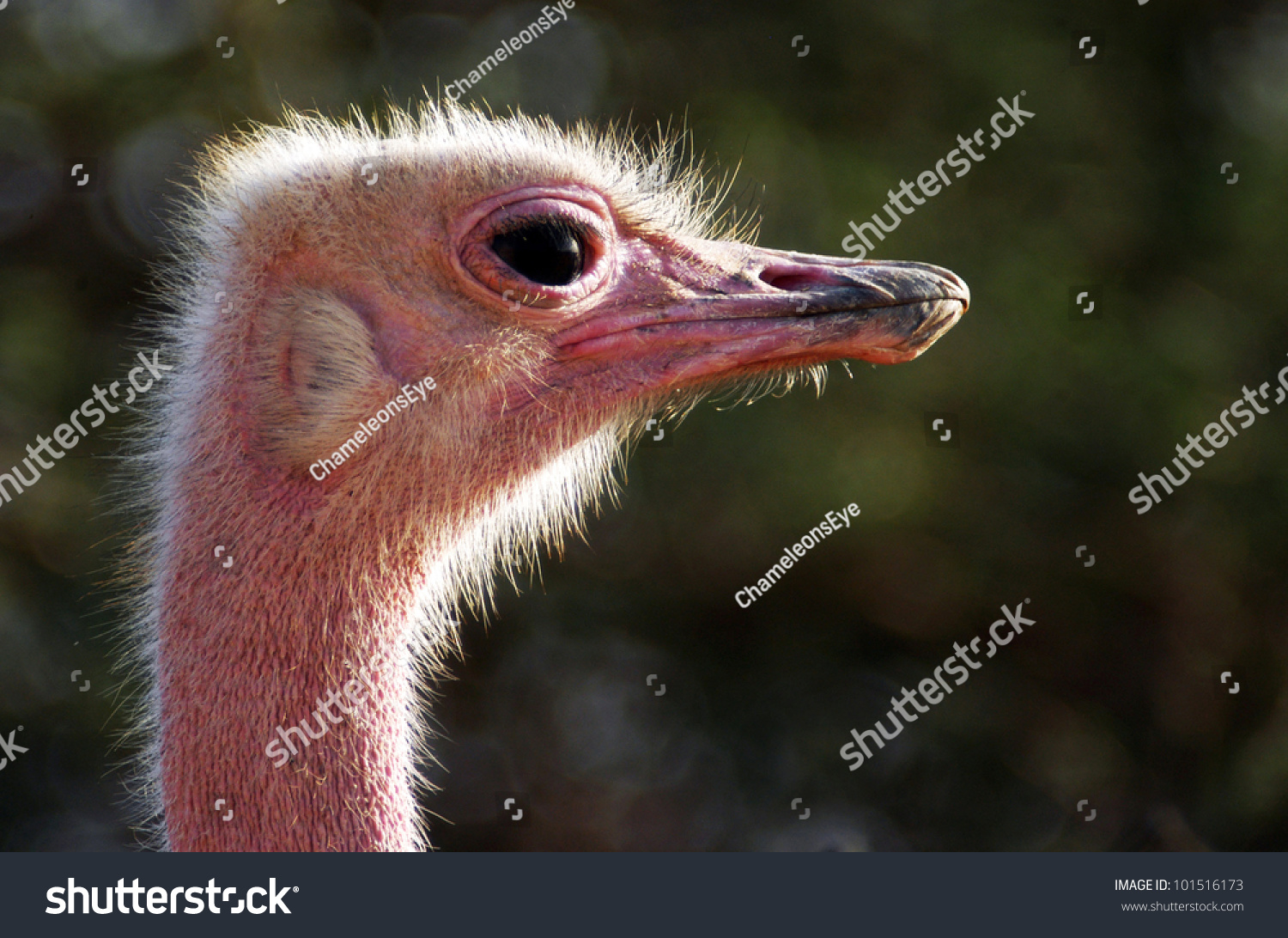Portrait Male Somali Ostrich Yotvata Haibar Stock Photo 101516173 |  Shutterstock
