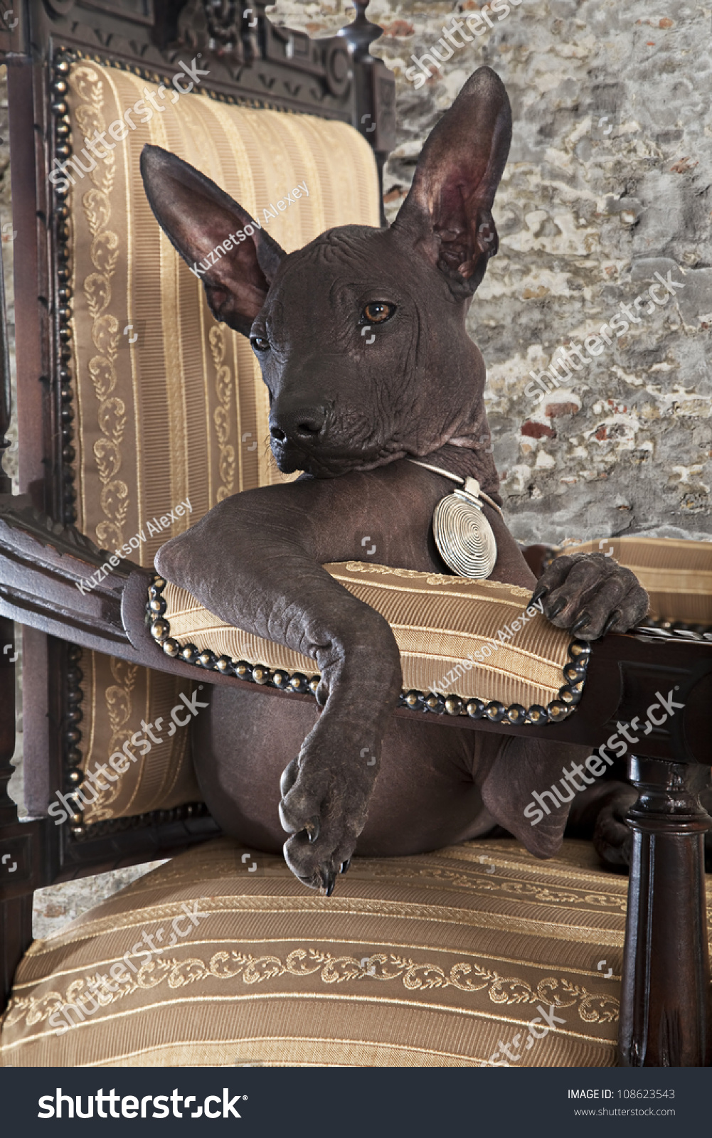 Portrait Mexican Xoloitzcuintle Puppy Posing On Stock Photo 108623543 ...