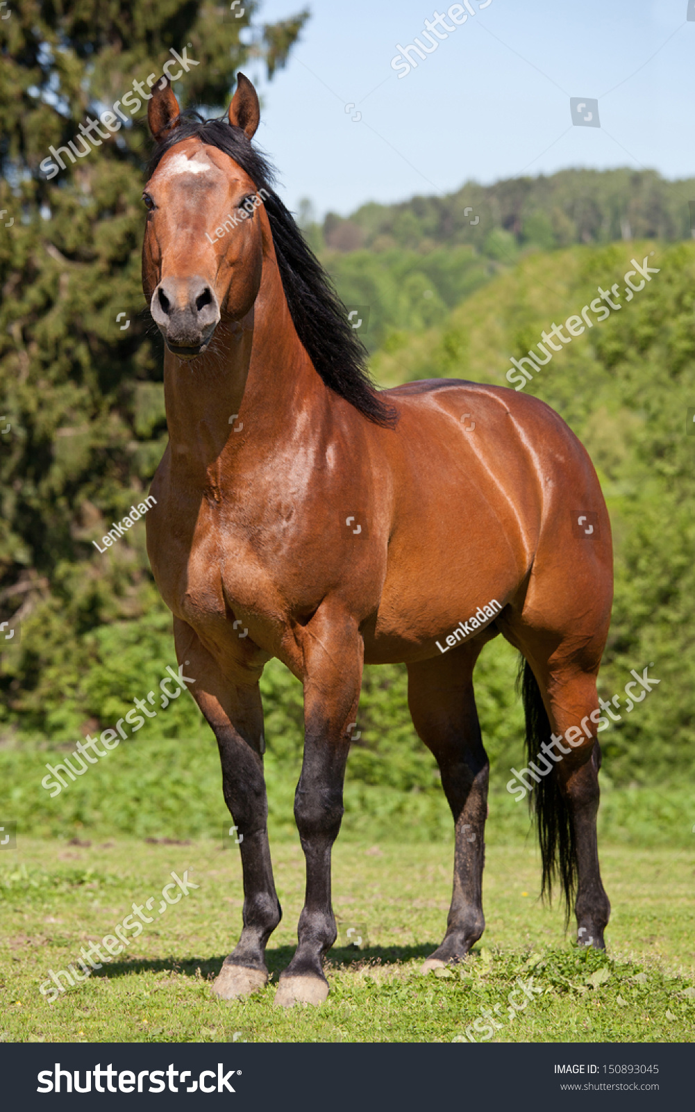 A Quarter Horses Face In The Country Stock Photo - Image 