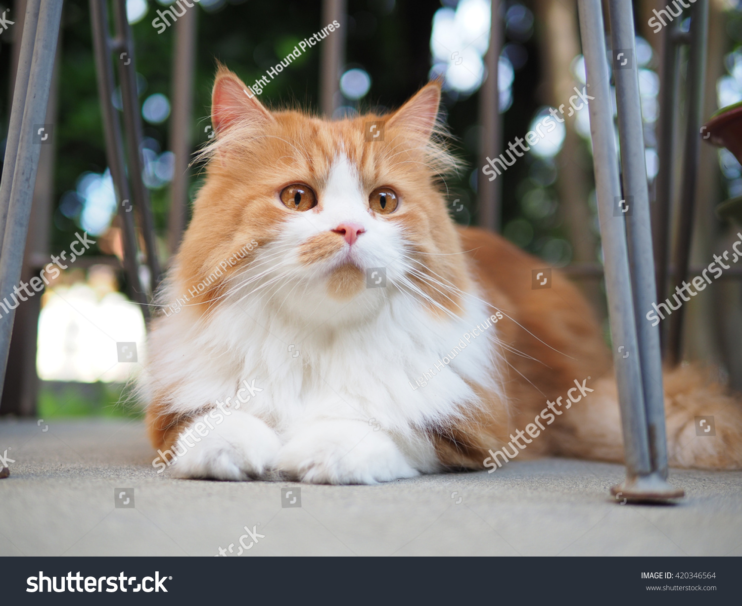 persian cat orange and white