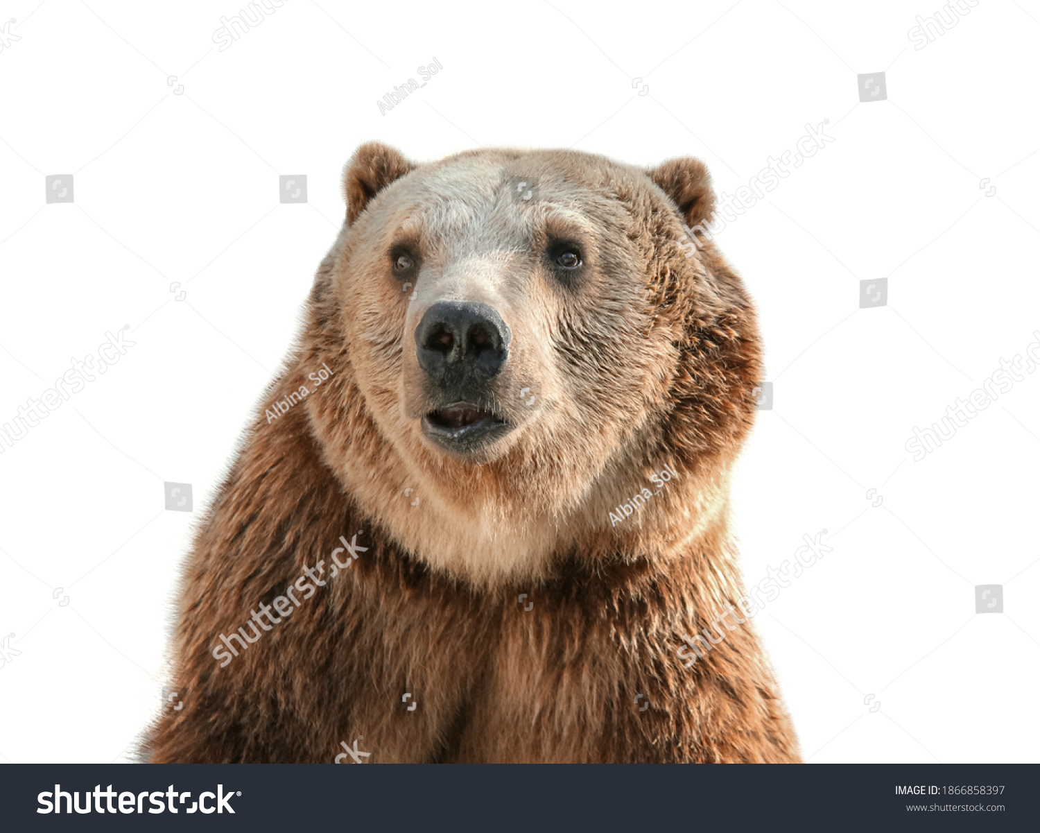 Portrait Puzzled Grizzly Bear Isolated On Stock Photo 1866858397 ...