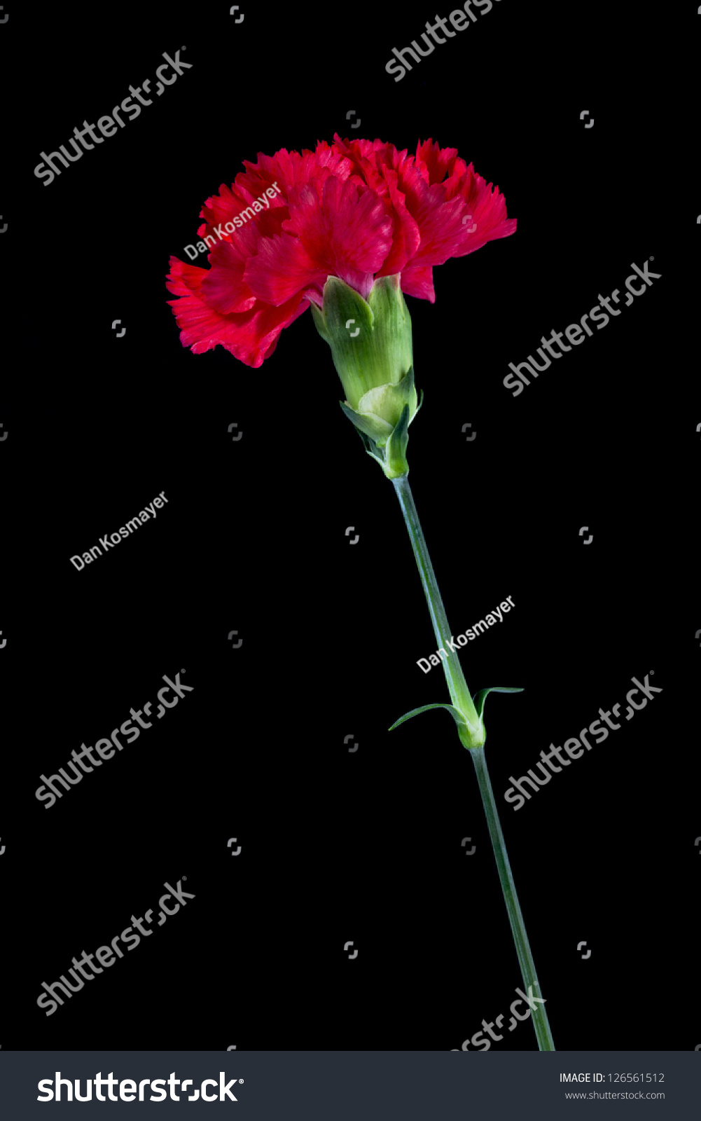 5,704 Red carnations black background Stock Photos, Images