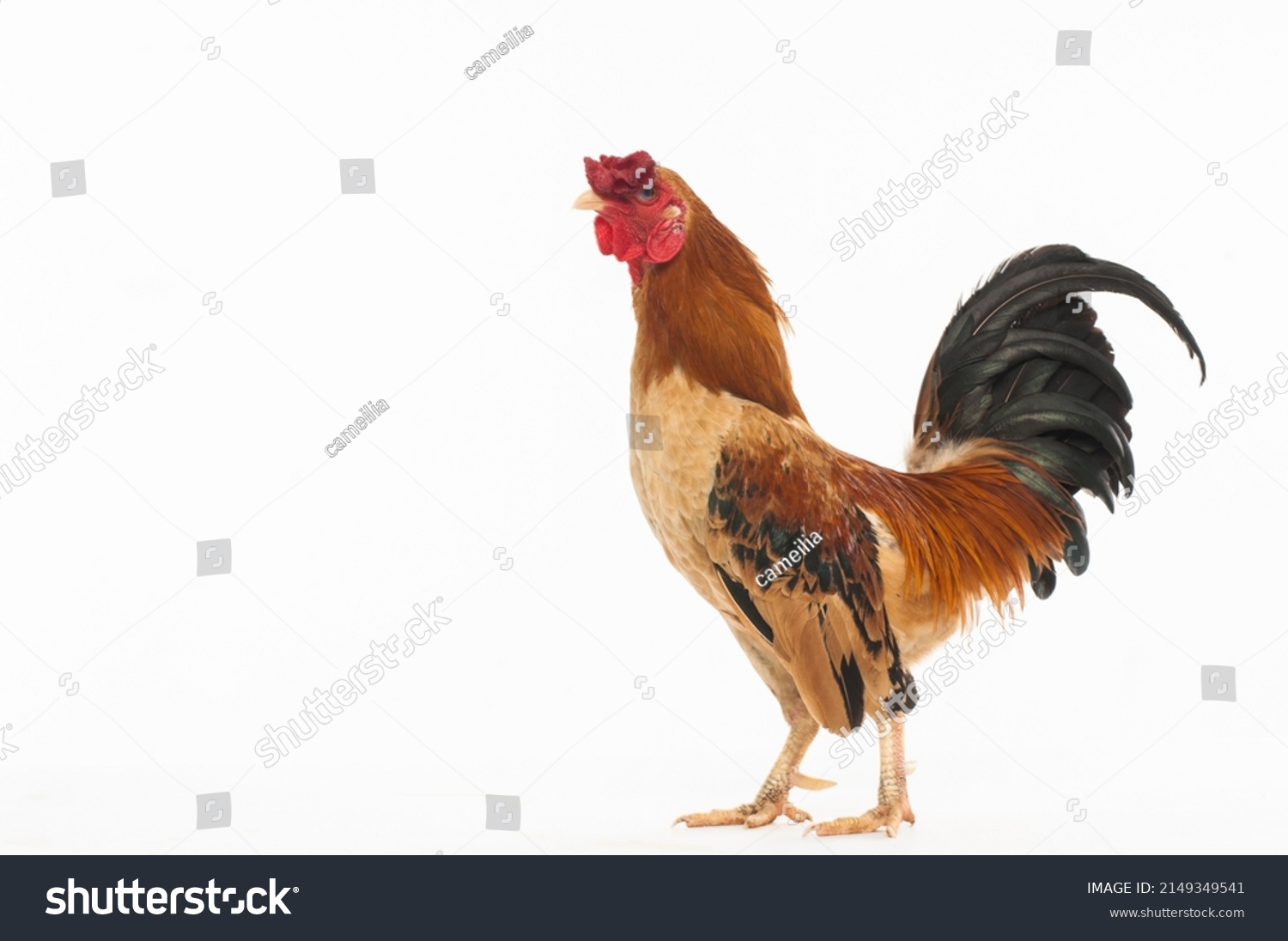 Portrait Rooster Isolated On White Background Stock Photo 2149349541 ...