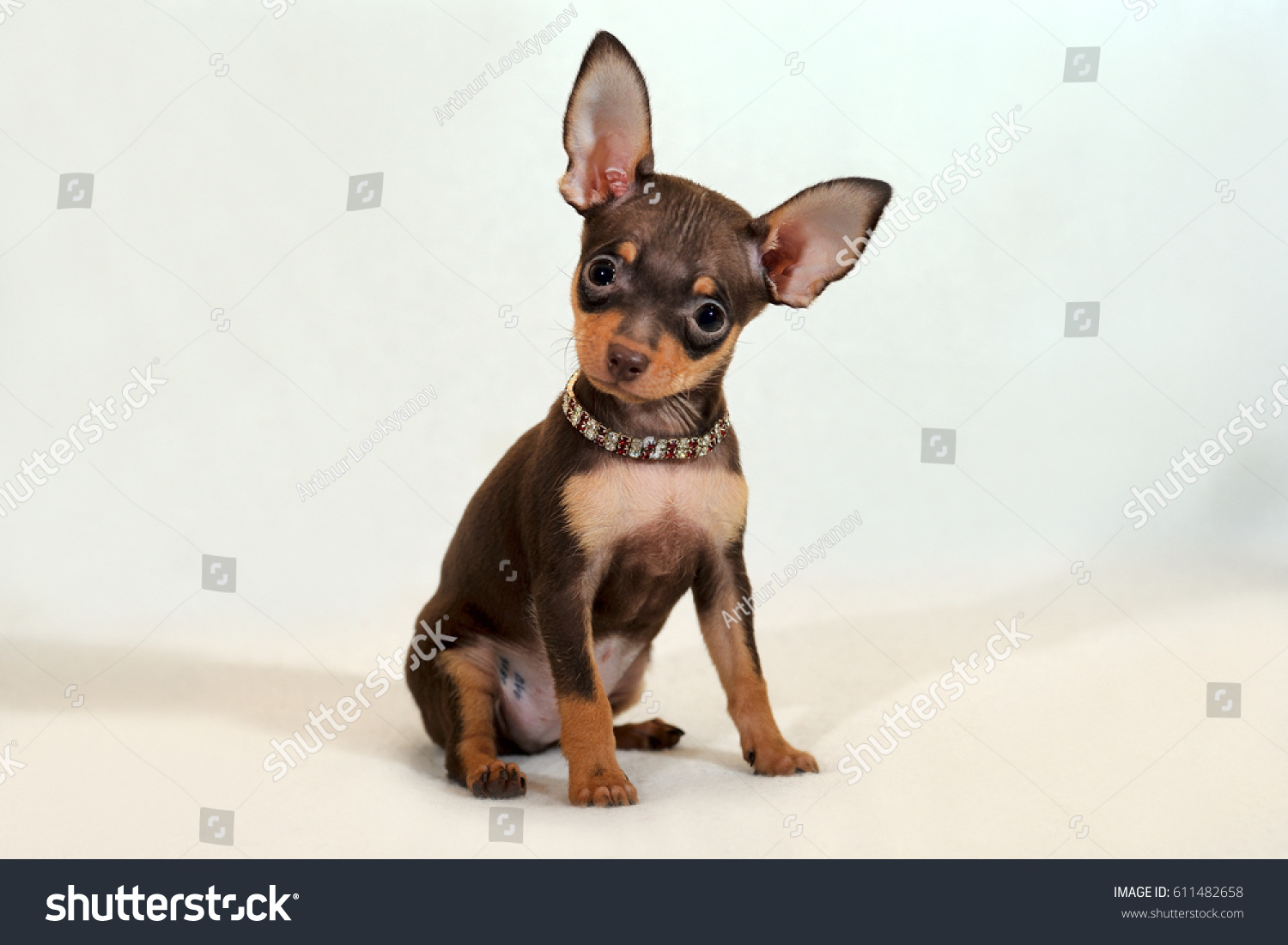 Portrait Shorthaired Black Tan Russkiy Toy Stock Photo Edit Now