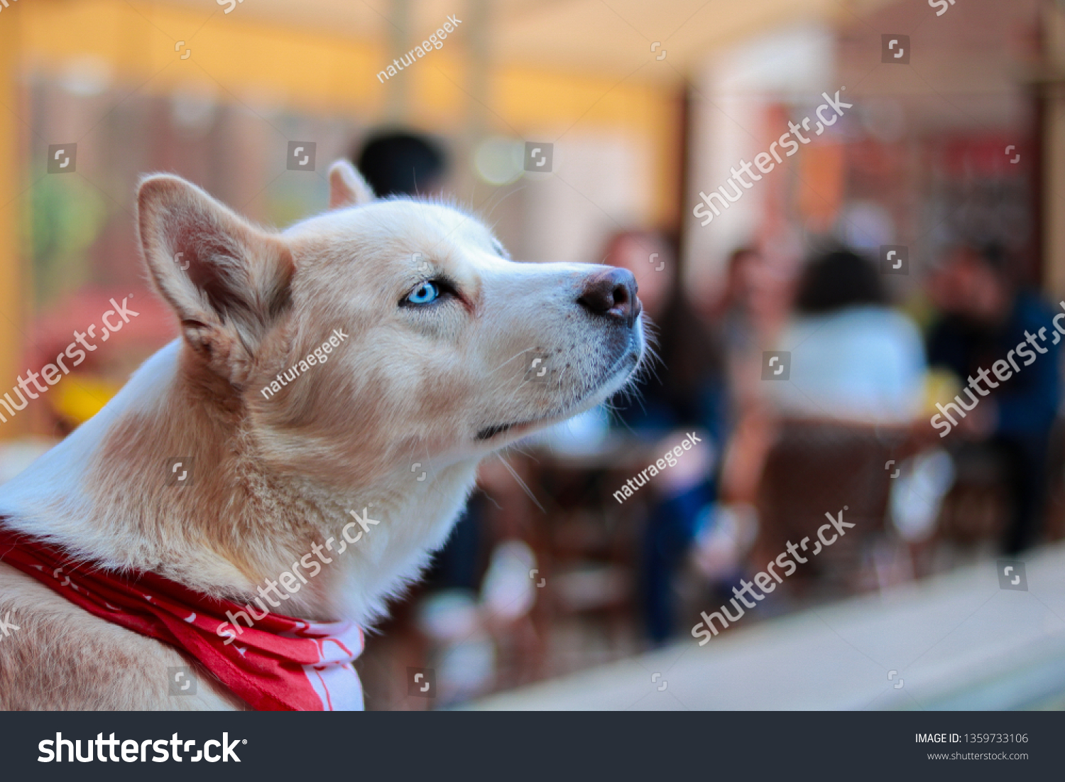 Portrait Siberian Husky Yellow Husky Dog Stock Photo Edit