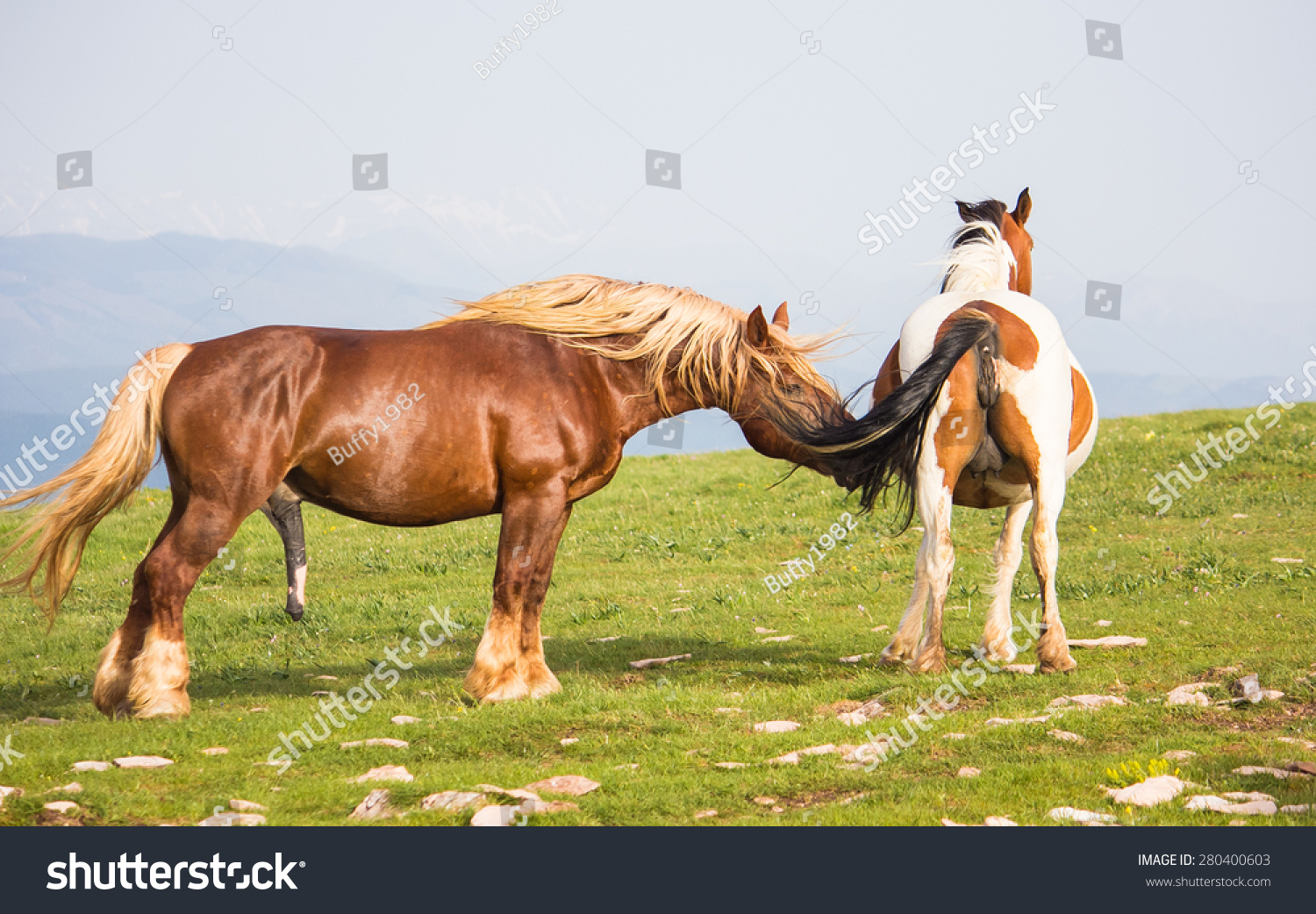 Horse Stallion Penis