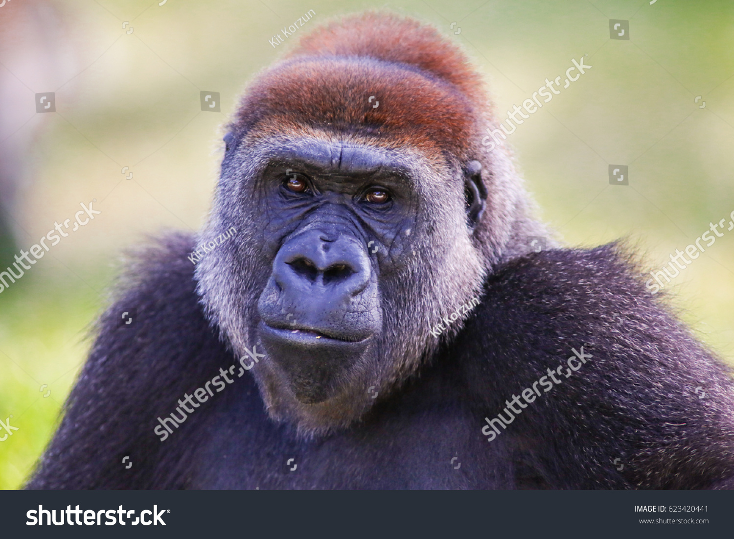 23 Cross river gorilla Images, Stock Photos & Vectors | Shutterstock