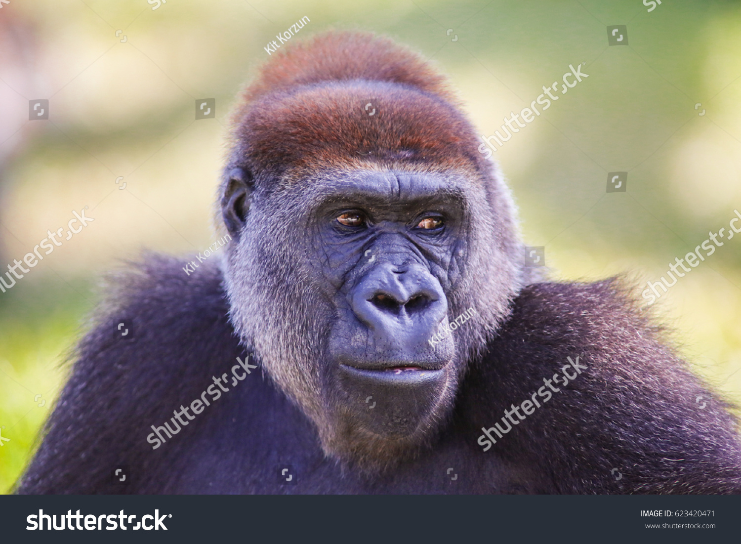 Portrait Cross River Gorilla Stock Photo 623420471 