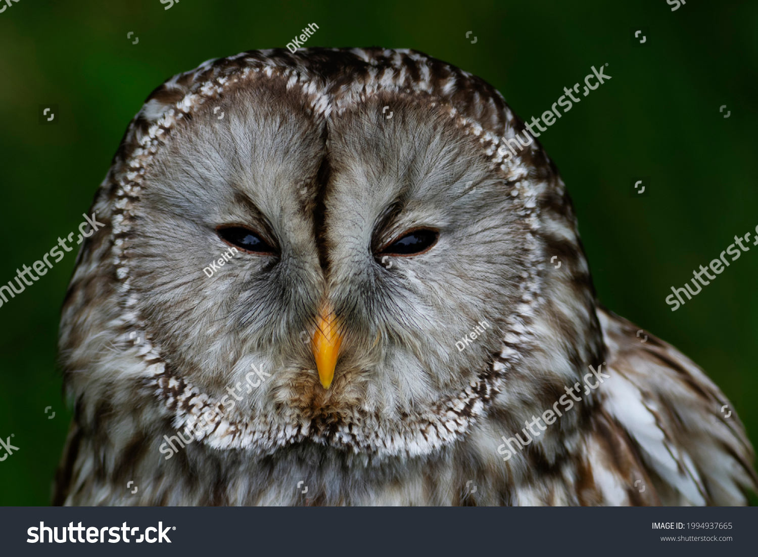 Strix Uralensis の画像 写真素材 ベクター画像 Shutterstock