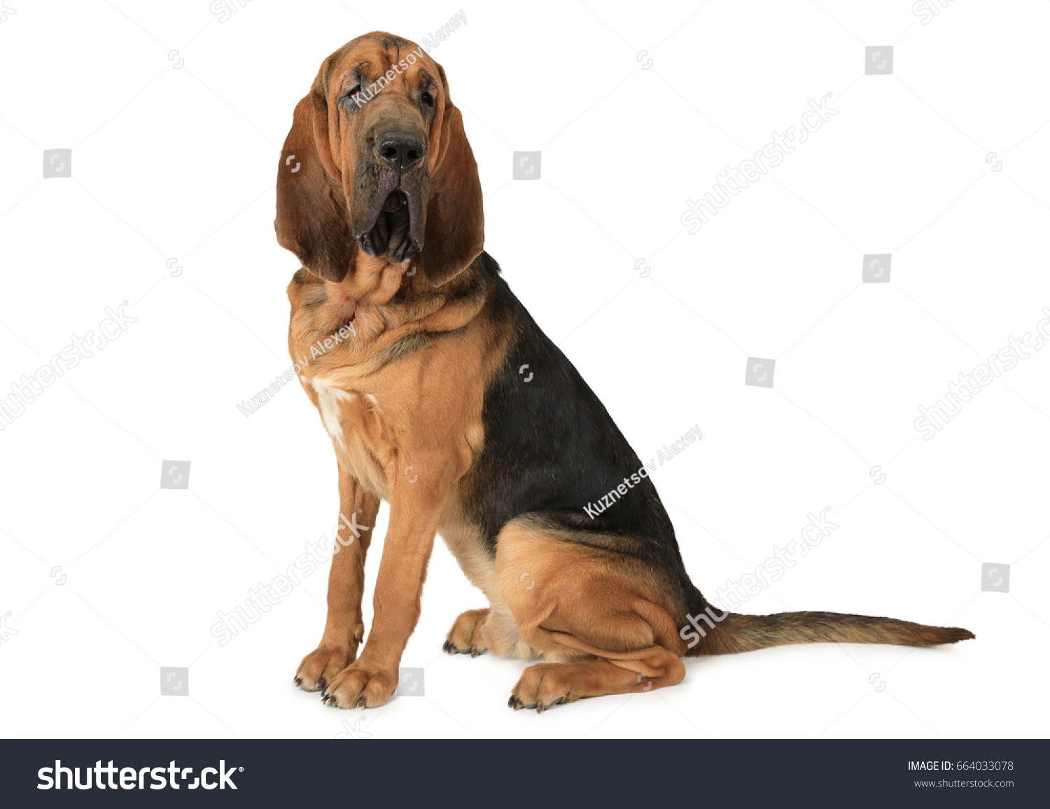 Bloodhound Images, Stock Photos & Vectors | Shutterstock