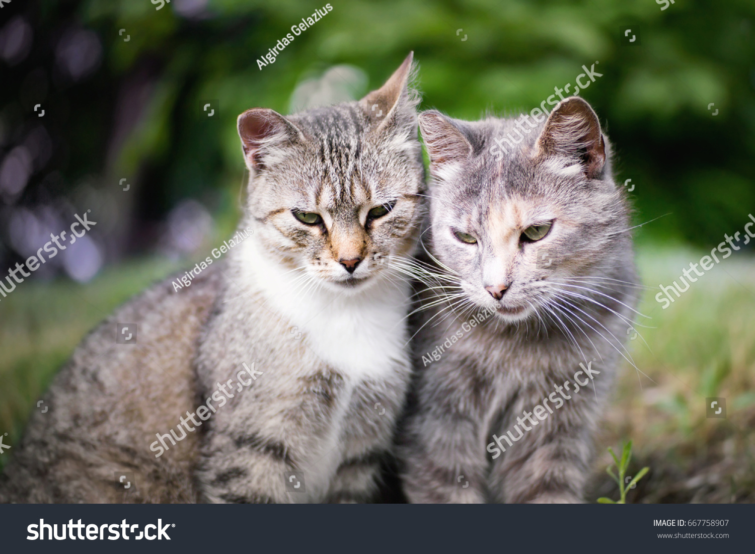 Portrait Two Beautiful Tabby Cats Stock Photo 667758907 | Shutterstock