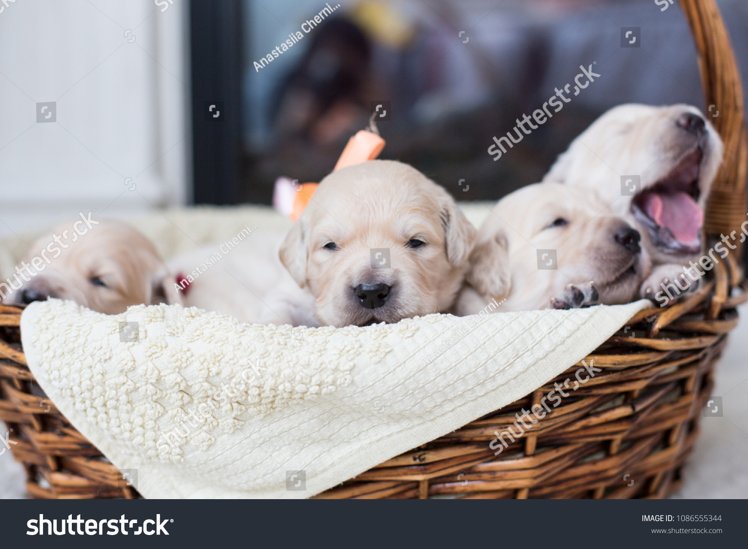 Portrait Two Weeks Old Cute Golden Stock Photo Edit Now 1086555344