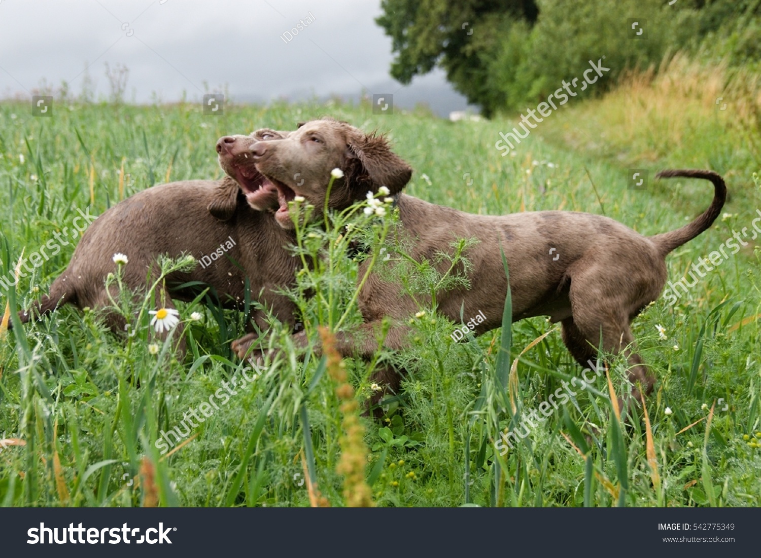 Portrait Weimaraner Longhaired Puppy Plaing On Stock Photo