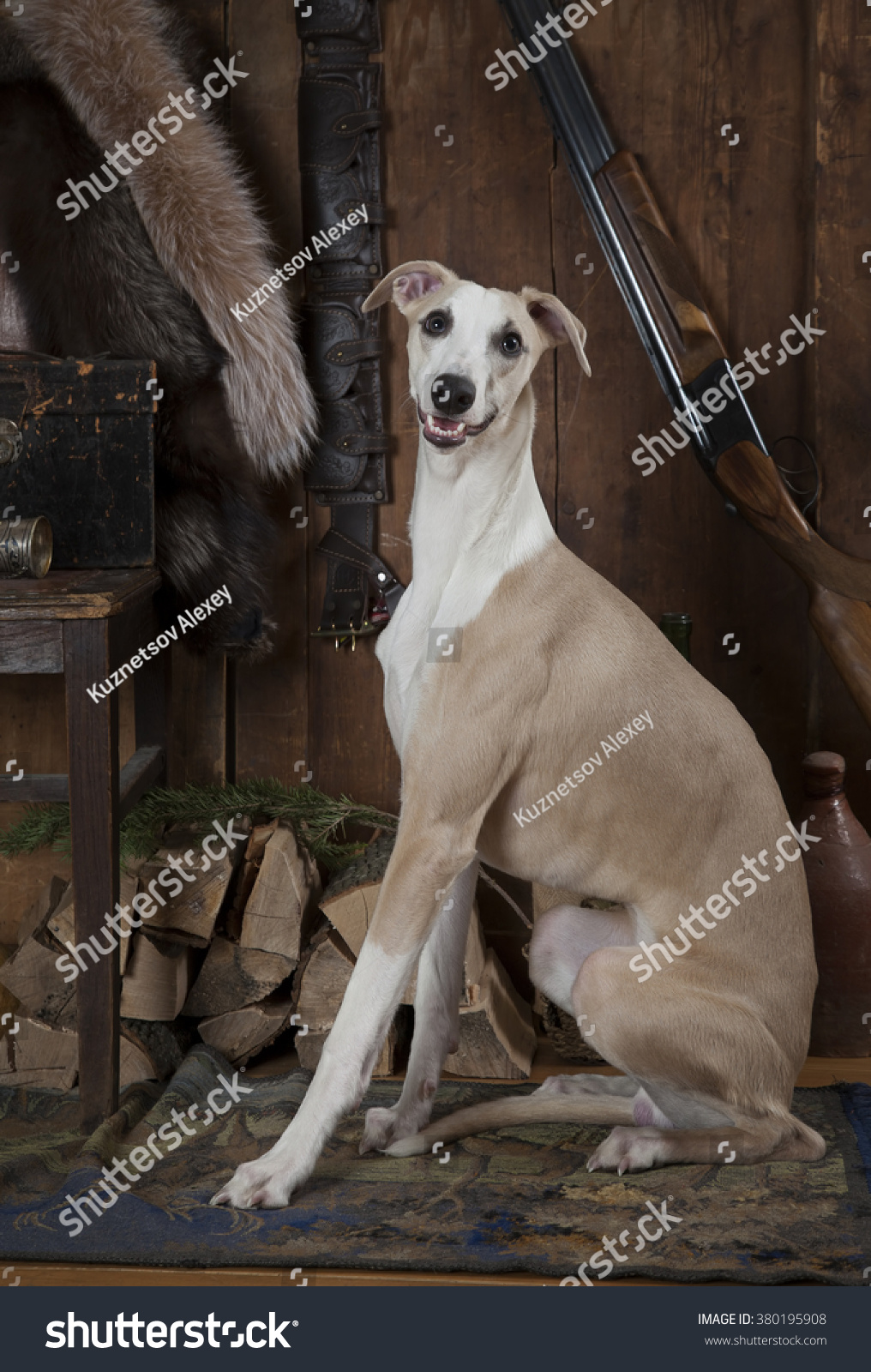 Portrait Whippet Dog Hunting Accessories Indoors Stock Photo Edit Now 380195908
