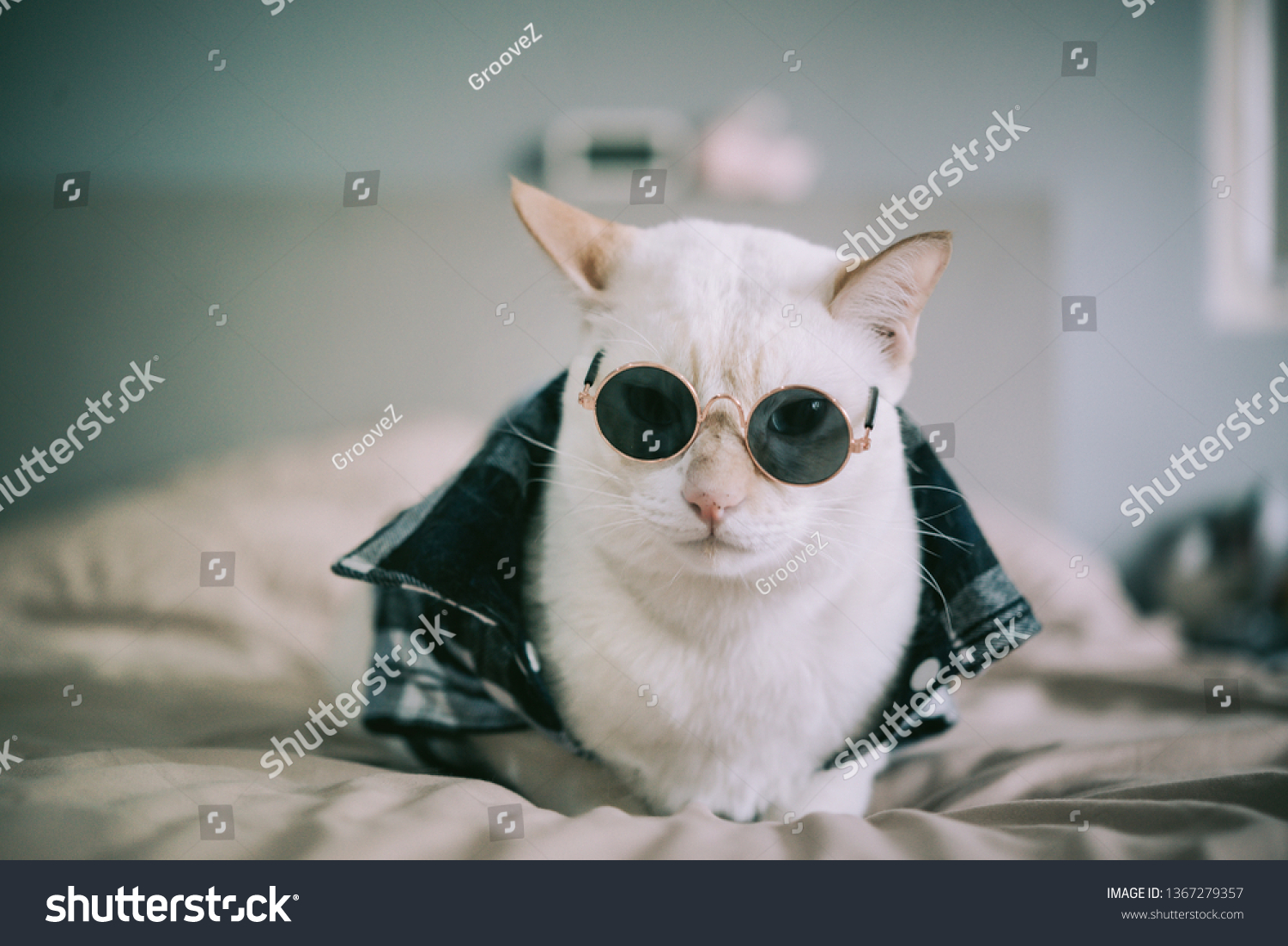 171 Mafia cat Stock Photos, Images & Photography | Shutterstock
