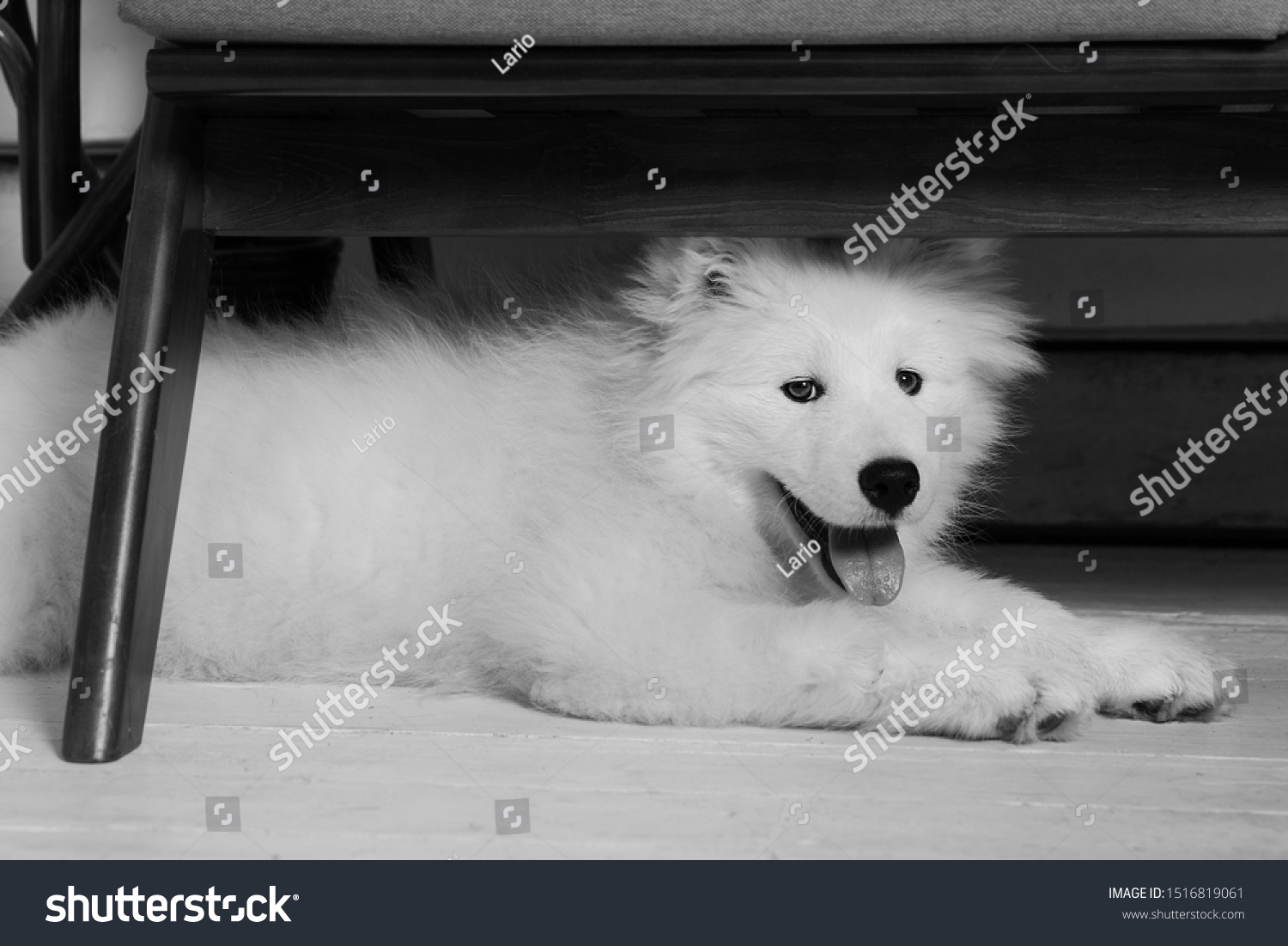 white fluffy dog puppy